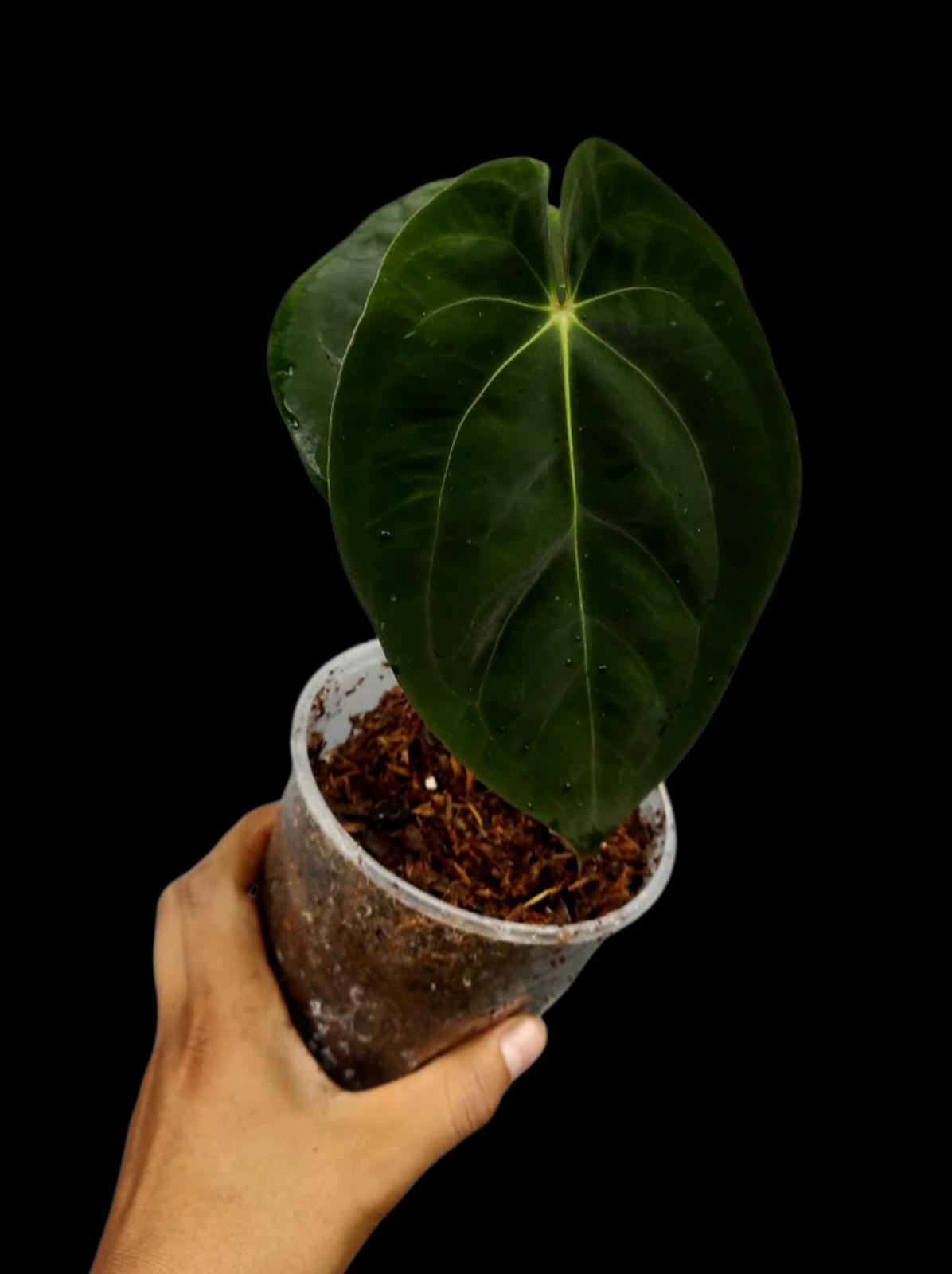 Anthurium Papillilaminum 'Lago Gatun' Wild ecotype (EXACT PLANT)