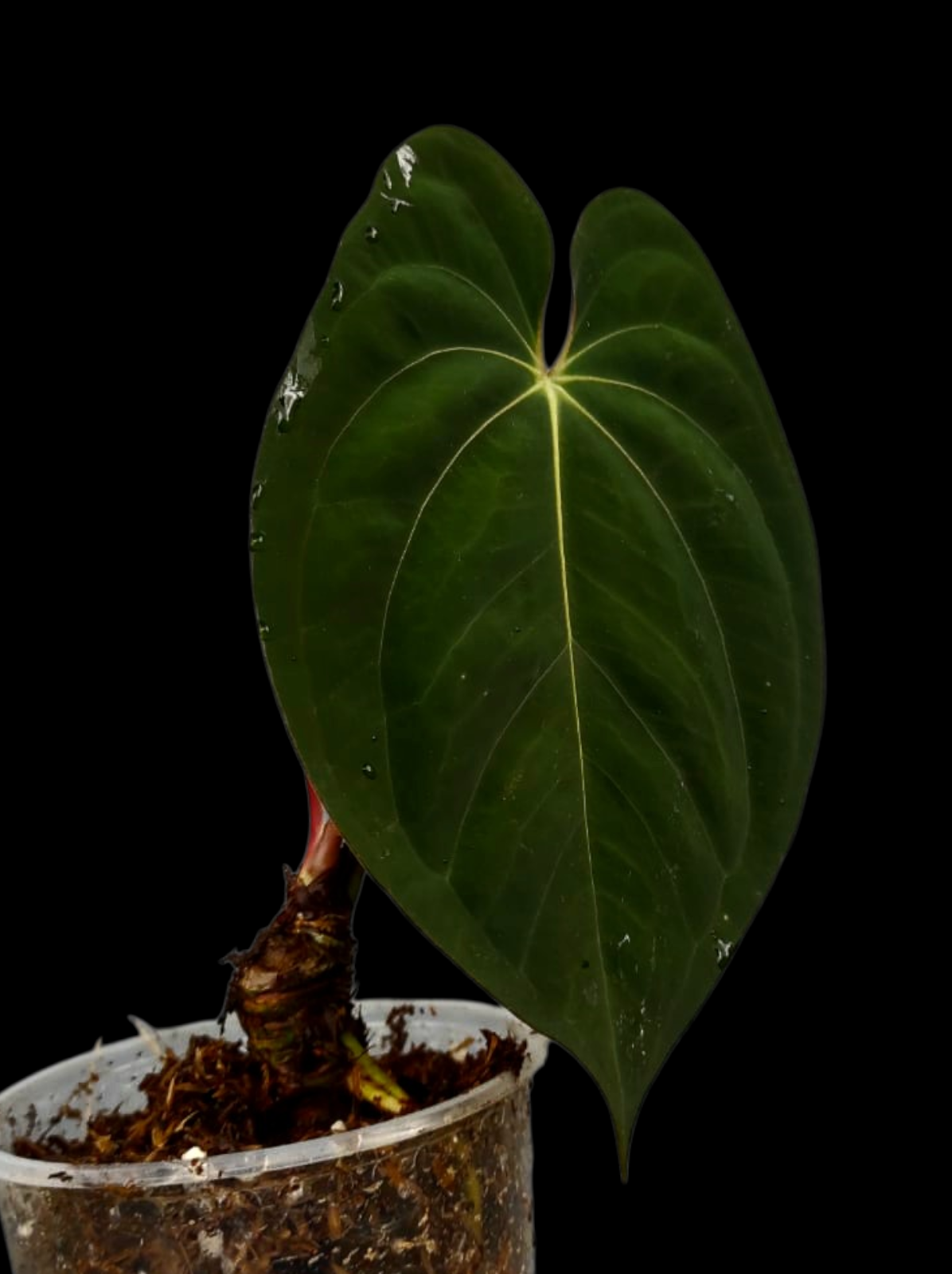 Anthurium Papillilaminum 'Lago Gatun' Wild ecotype (EXACT PLANT)