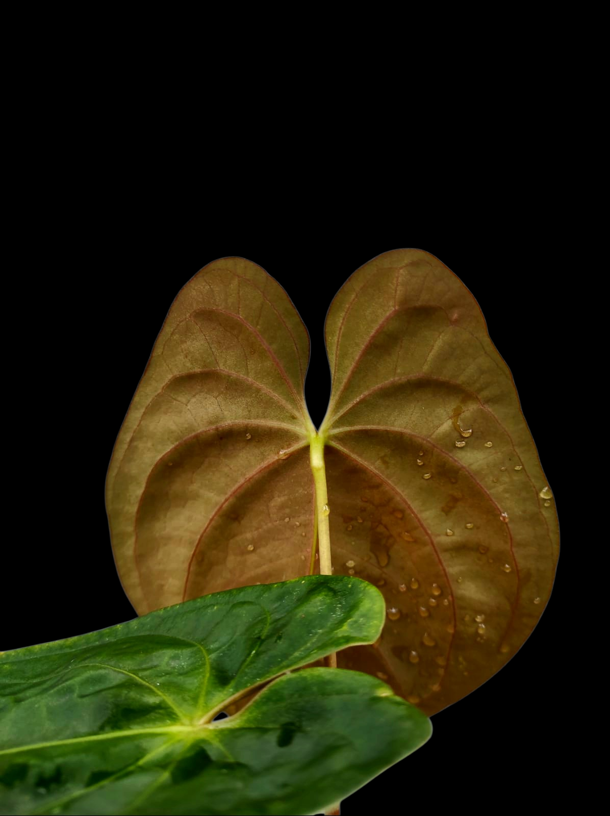 Anthurium Papillilaminum 'Lago Gatun' Wild ecotype (EXACT PLANT)