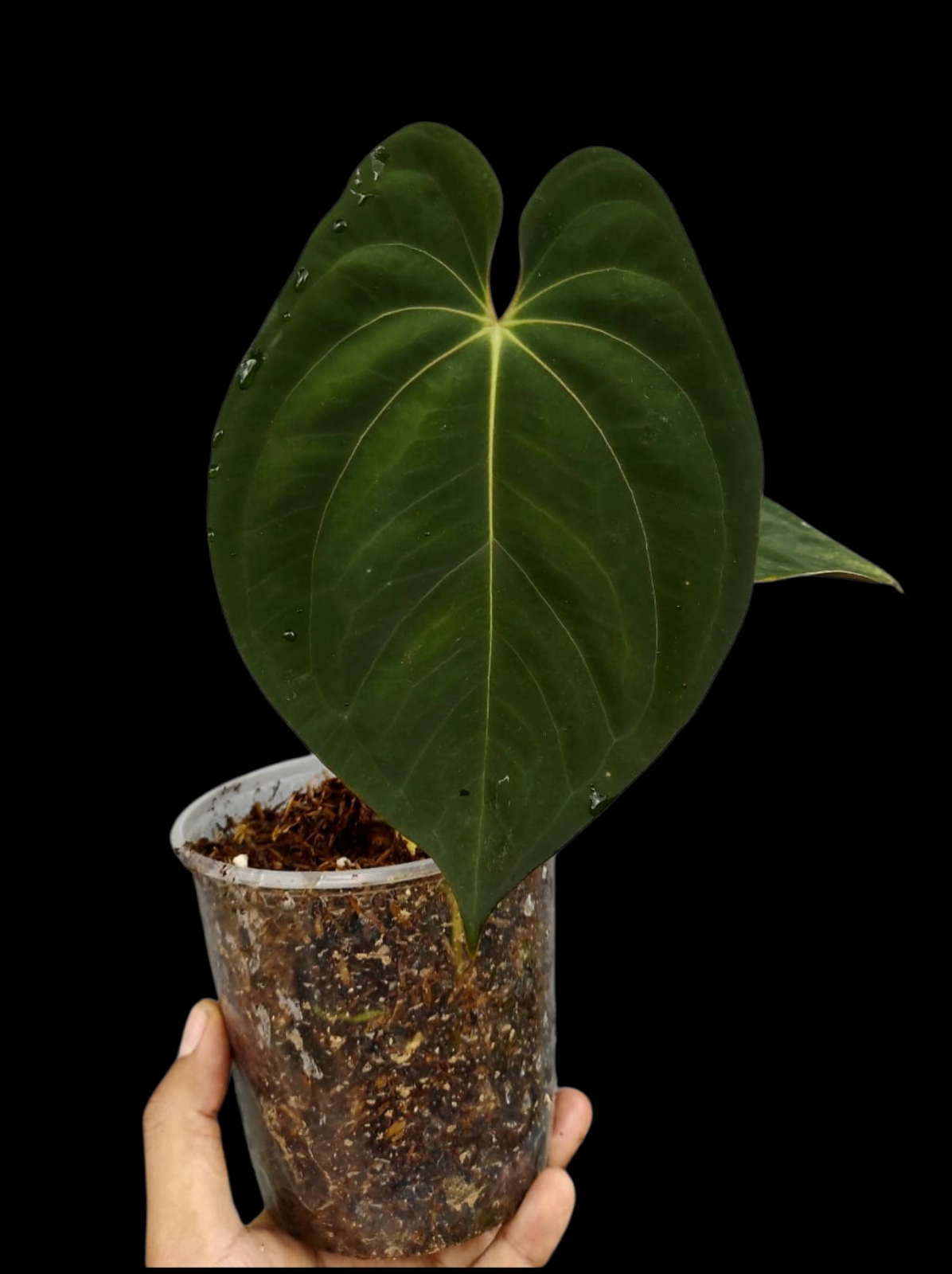 Anthurium Papillilaminum 'Lago Gatun' Wild ecotype (EXACT PLANT)