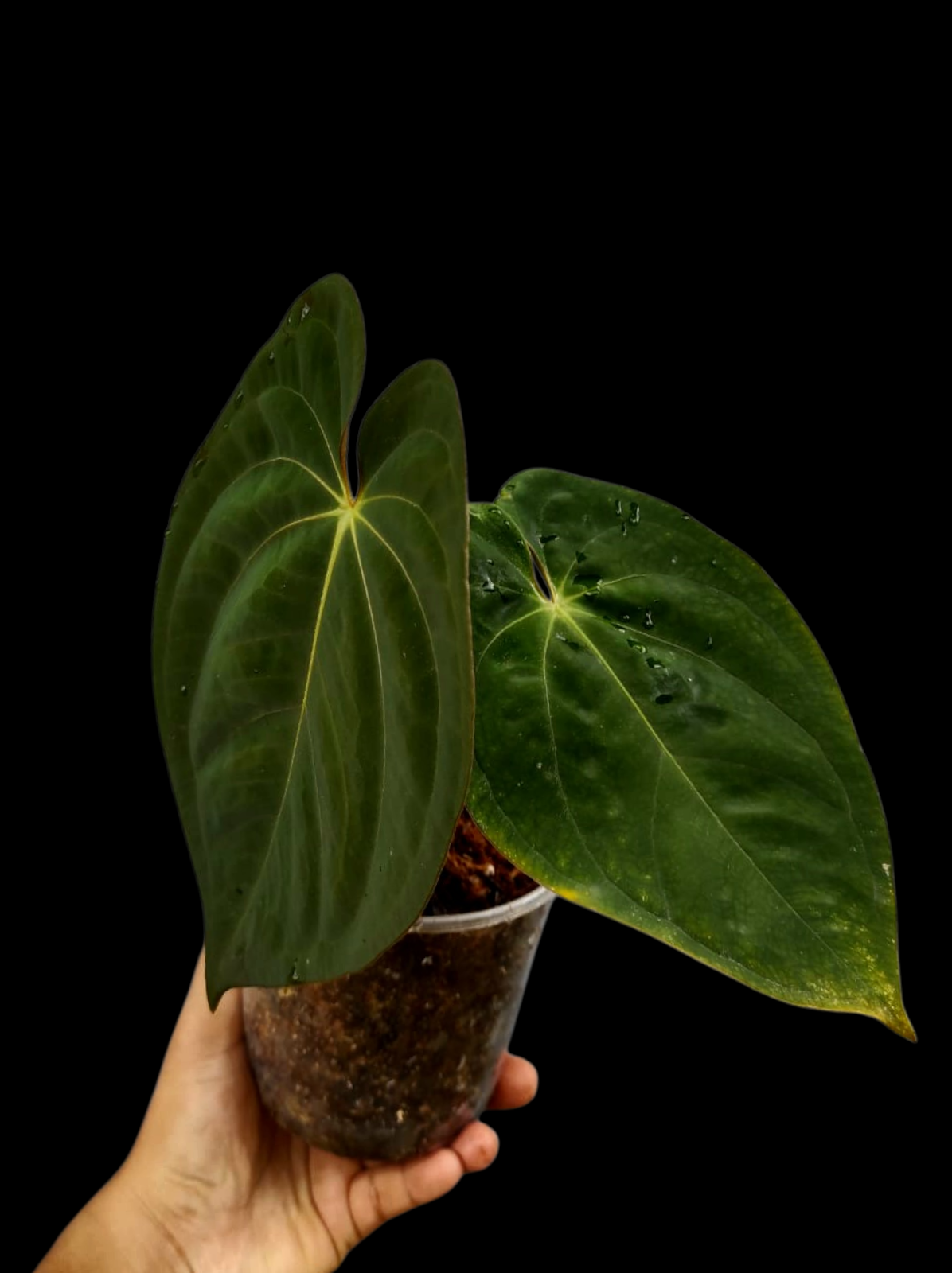 Anthurium Papillilaminum 'Lago Gatun' Wild ecotype (EXACT PLANT)