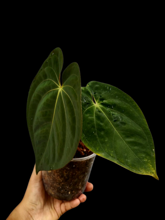 Anthurium Papillilaminum 'Lago Gatun' Wild ecotype (EXACT PLANT)