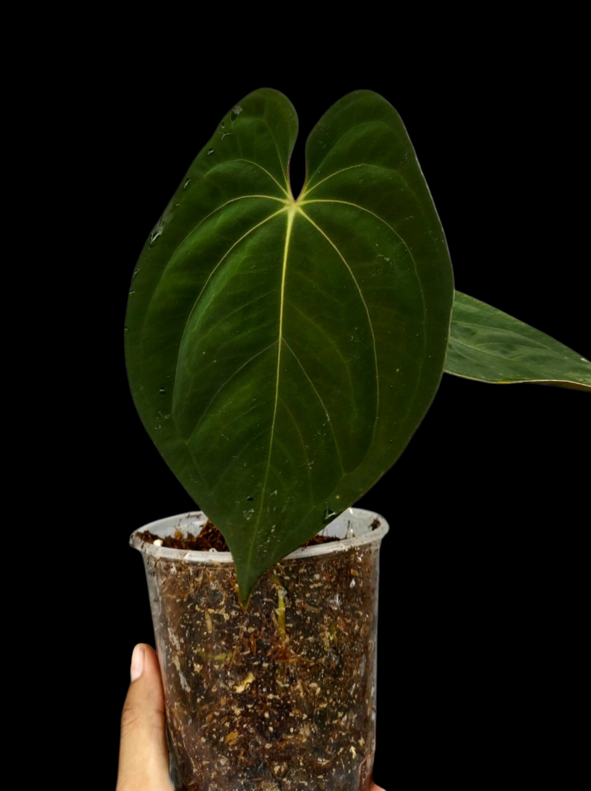 Anthurium Papillilaminum 'Lago Gatun' Wild ecotype (EXACT PLANT)