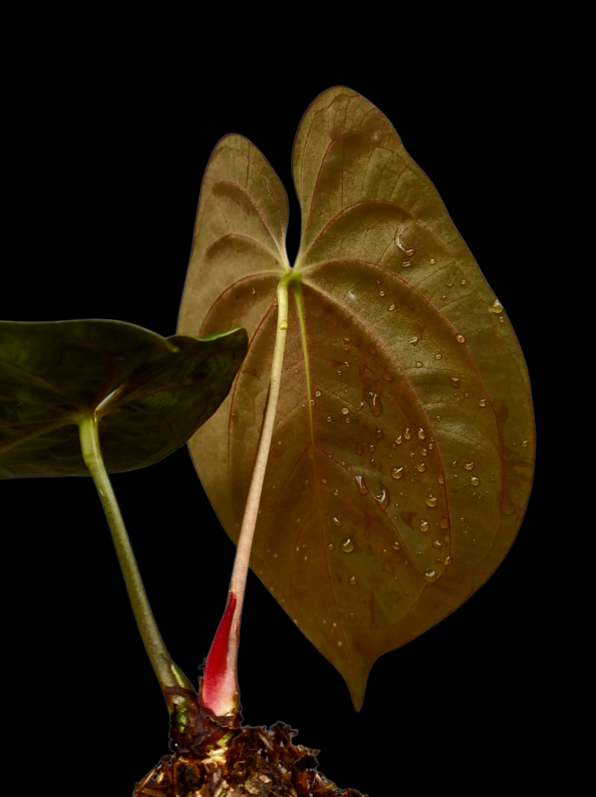 Anthurium Papillilaminum 'Lago Gatun' Wild ecotype (EXACT PLANT)