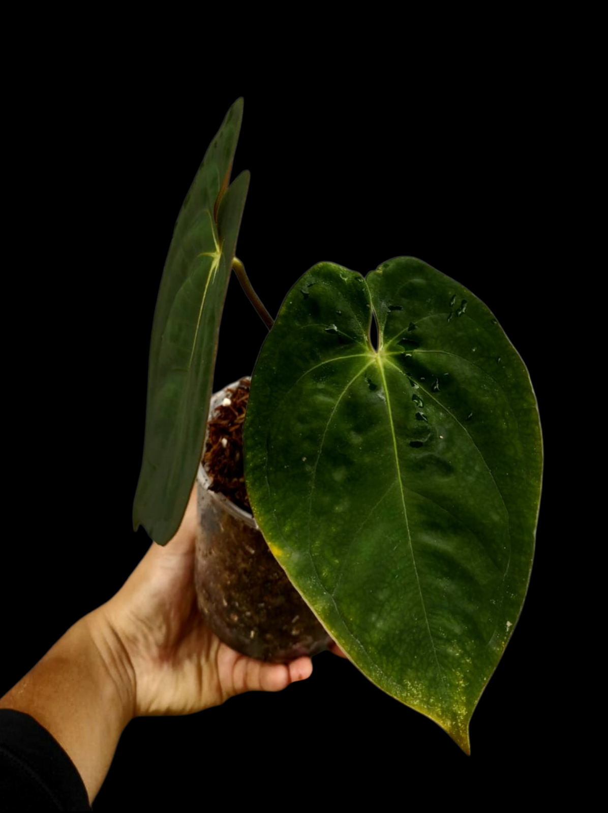 Anthurium Papillilaminum 'Lago Gatun' Wild ecotype (EXACT PLANT)