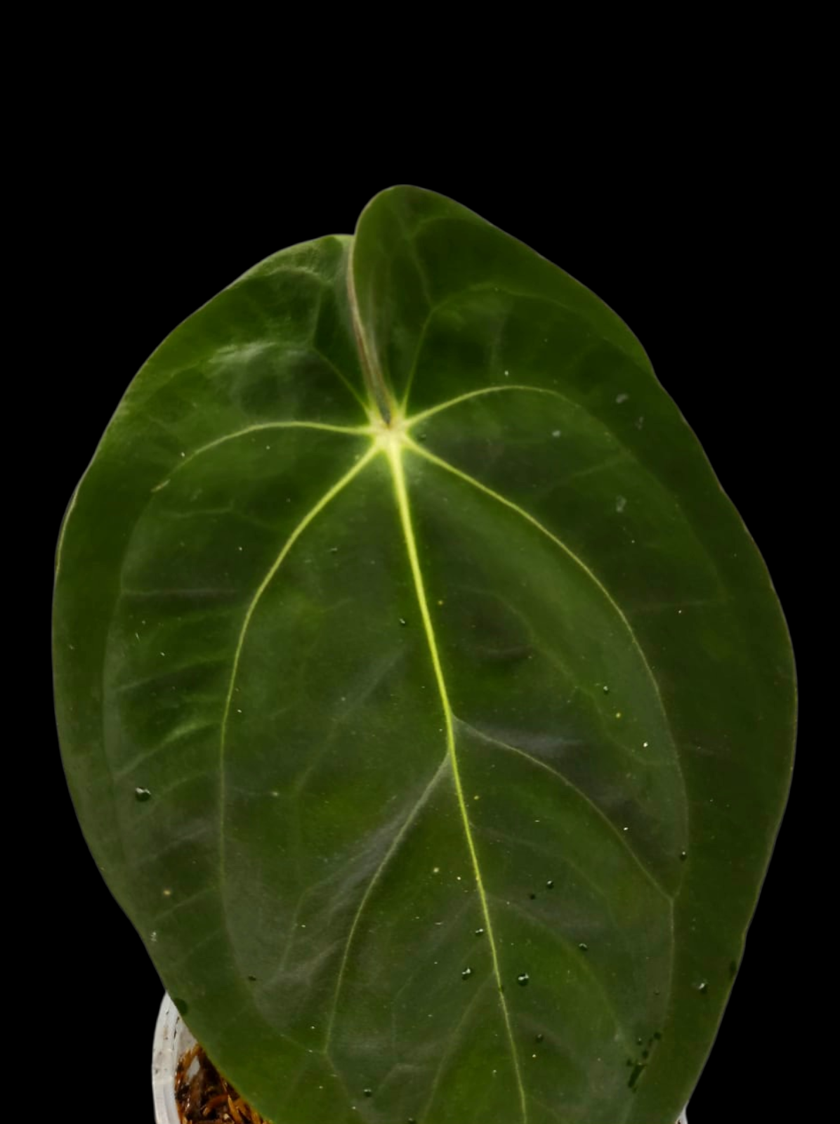 Anthurium Papillilaminum 'Lago Gatun' Wild ecotype (EXACT PLANT)