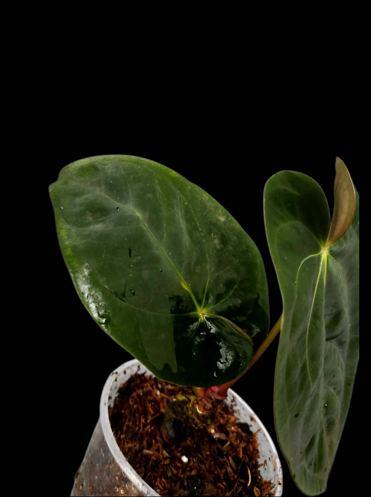 Anthurium Papillilaminum 'Lago Gatun' Wild ecotype (EXACT PLANT)