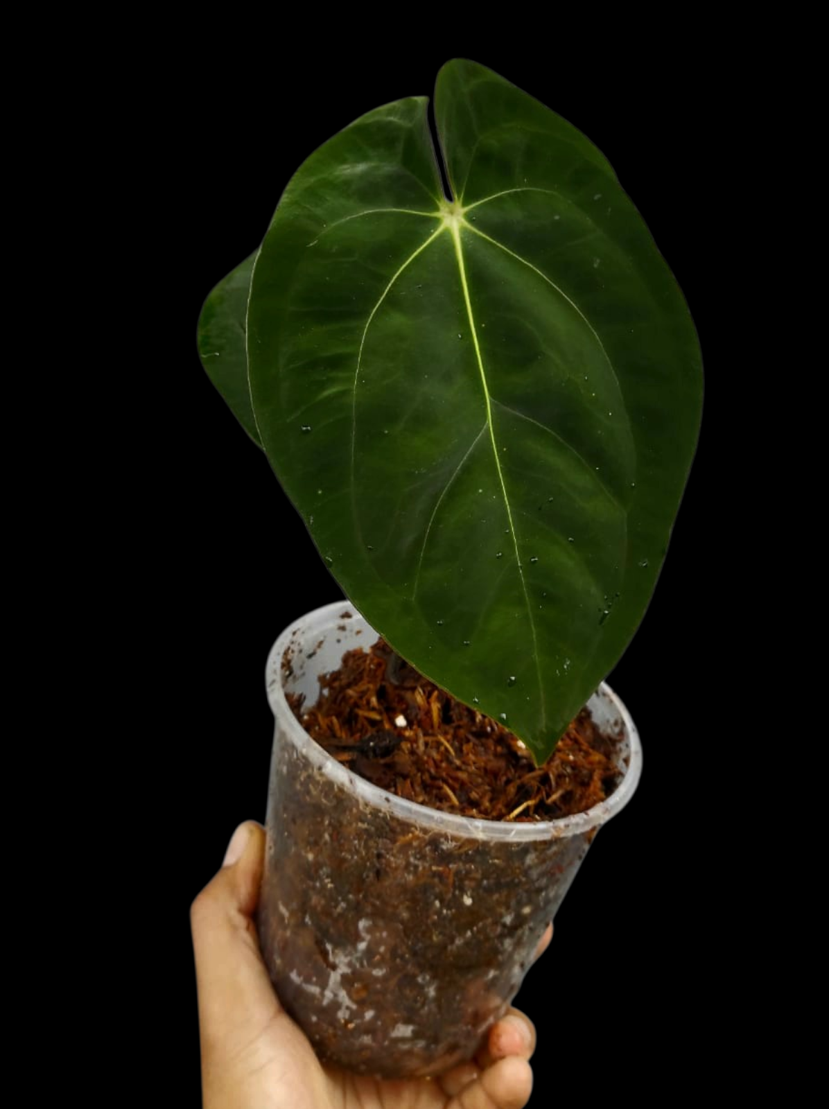 Anthurium Papillilaminum 'Lago Gatun' Wild ecotype (EXACT PLANT)