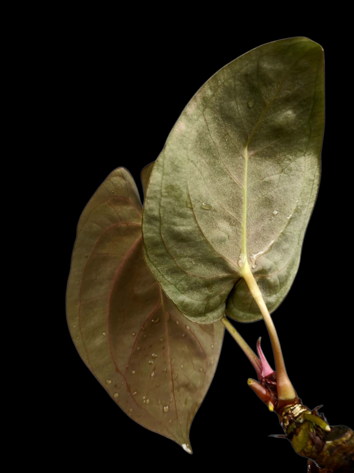 Anthurium Papillilaminum 'Lago Gatun' Wild ecotype (EXACT PLANT)