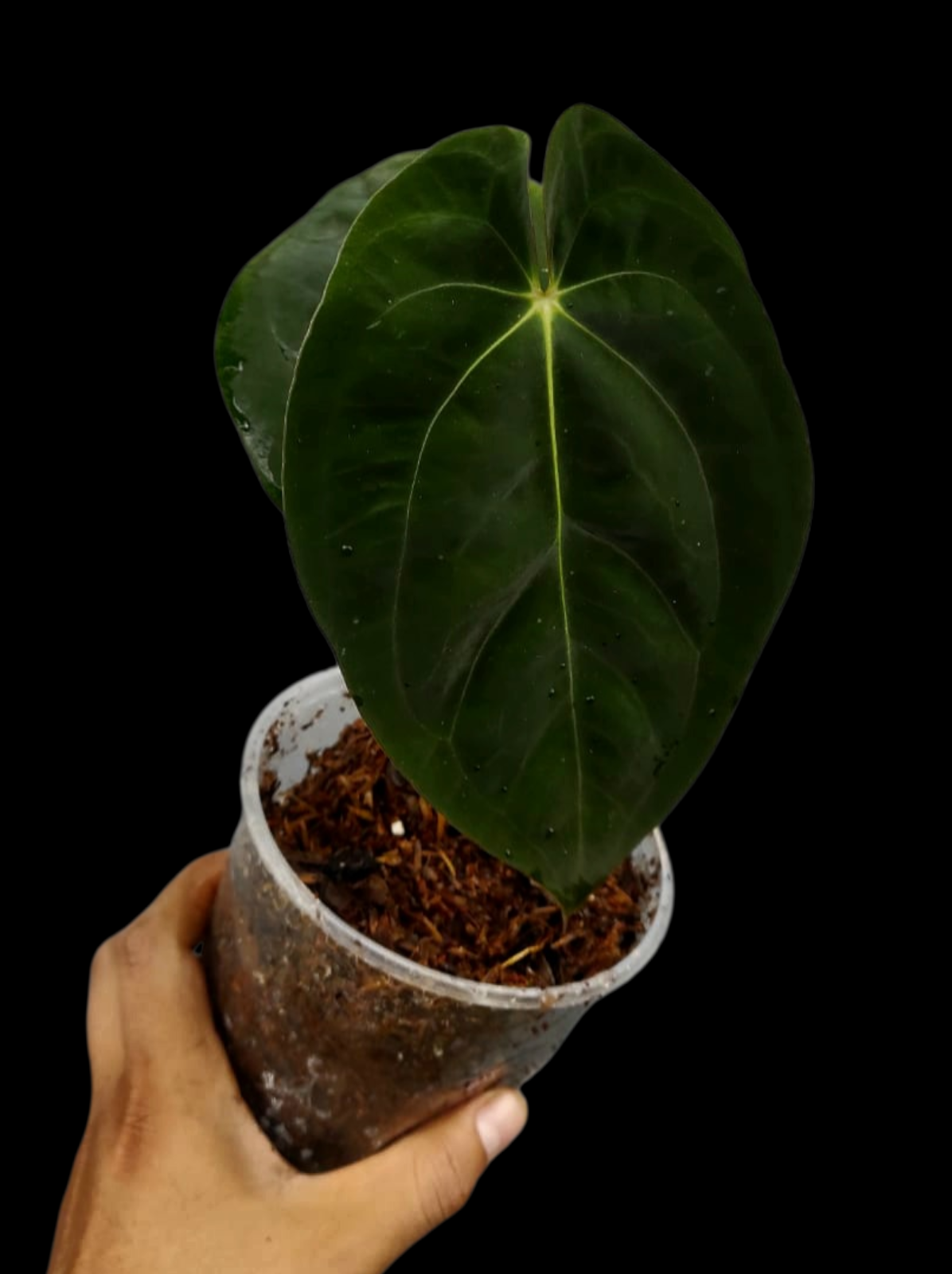 Anthurium Papillilaminum 'Lago Gatun' Wild ecotype (EXACT PLANT)