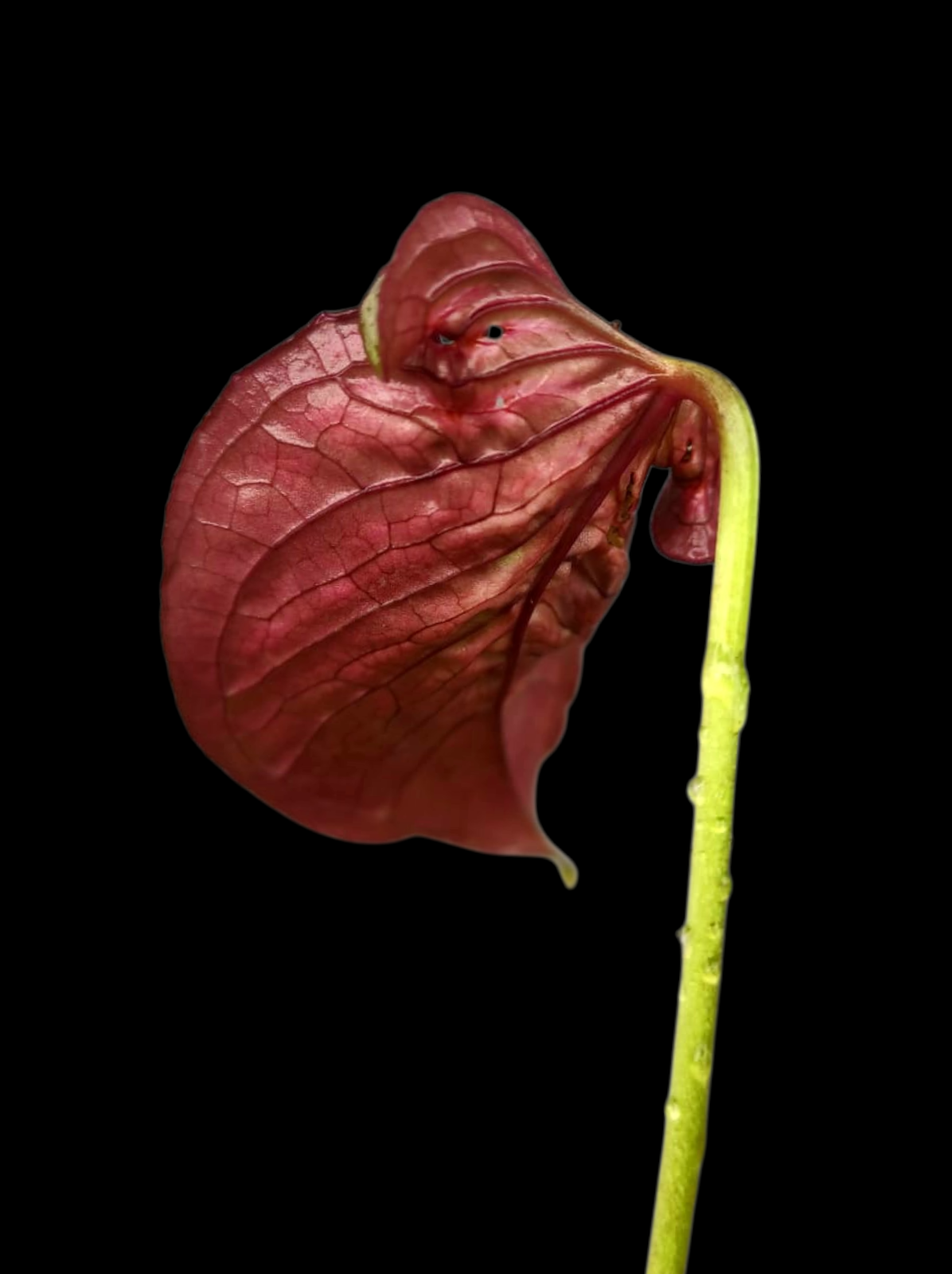 Anthurium sp. 'Purple' Mutant Phenotype (EXACT PLANT)