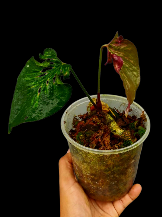 Anthurium sp. 'Purple' Mutant Phenotype (EXACT PLANT)