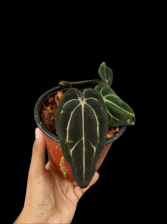 Anthurium Carlablackiae Special Phenotype with 2 Plants (EXACT PLANT)