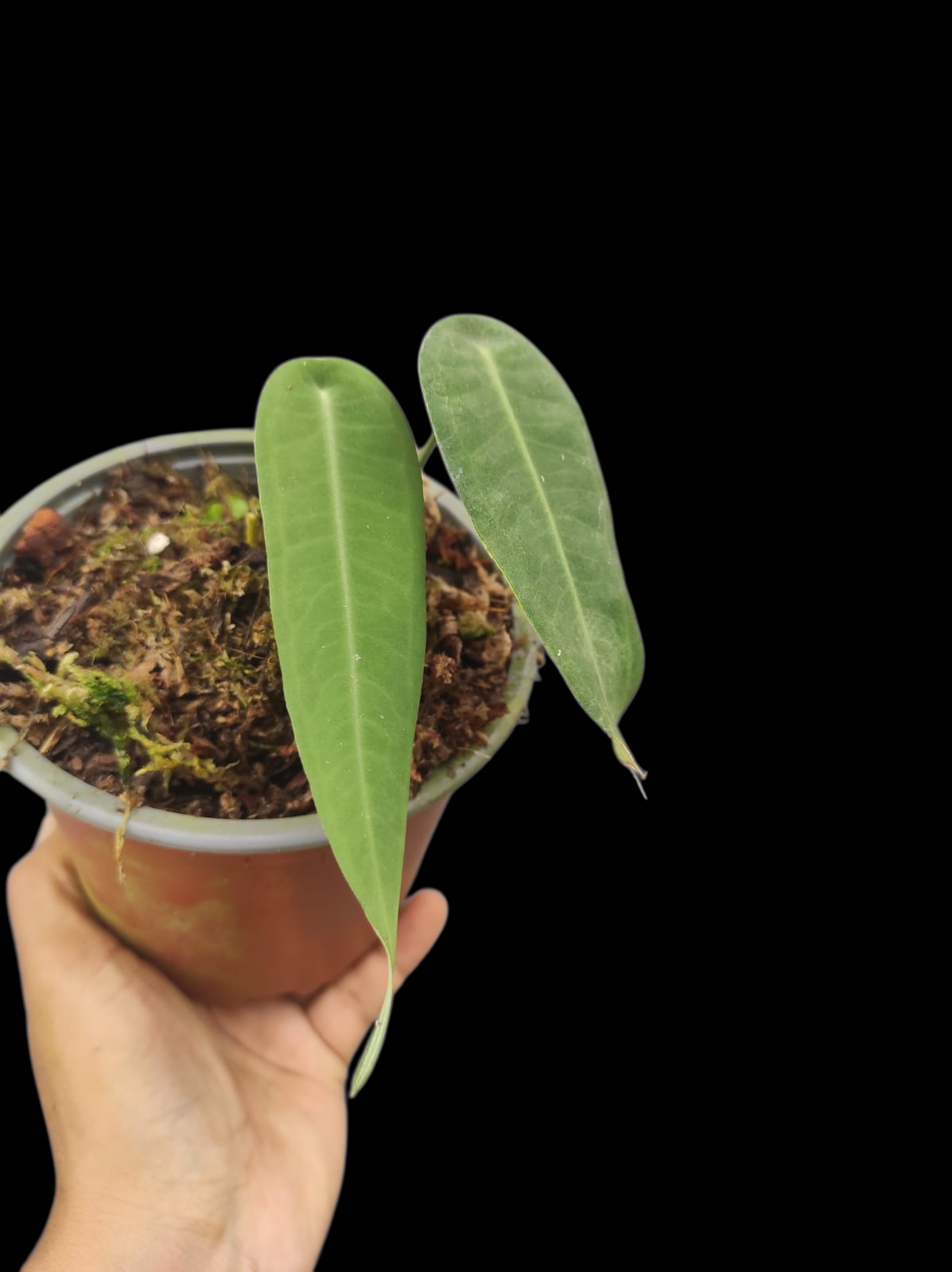 Anthurium sp. "Little Ghost" Wild Ecotype with 2 Leaves (EXACT PLANT)