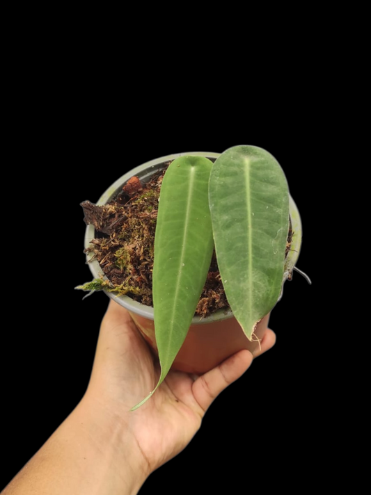 Anthurium sp. "Little Ghost" Wild Ecotype with 2 Leaves (EXACT PLANT)