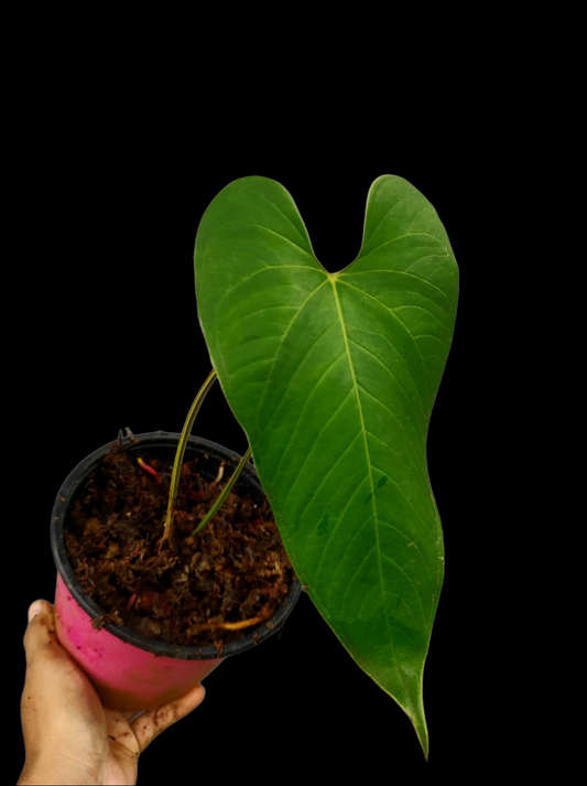 Anthurium sp. "Cachiyaquense" (EXACT PLANT)