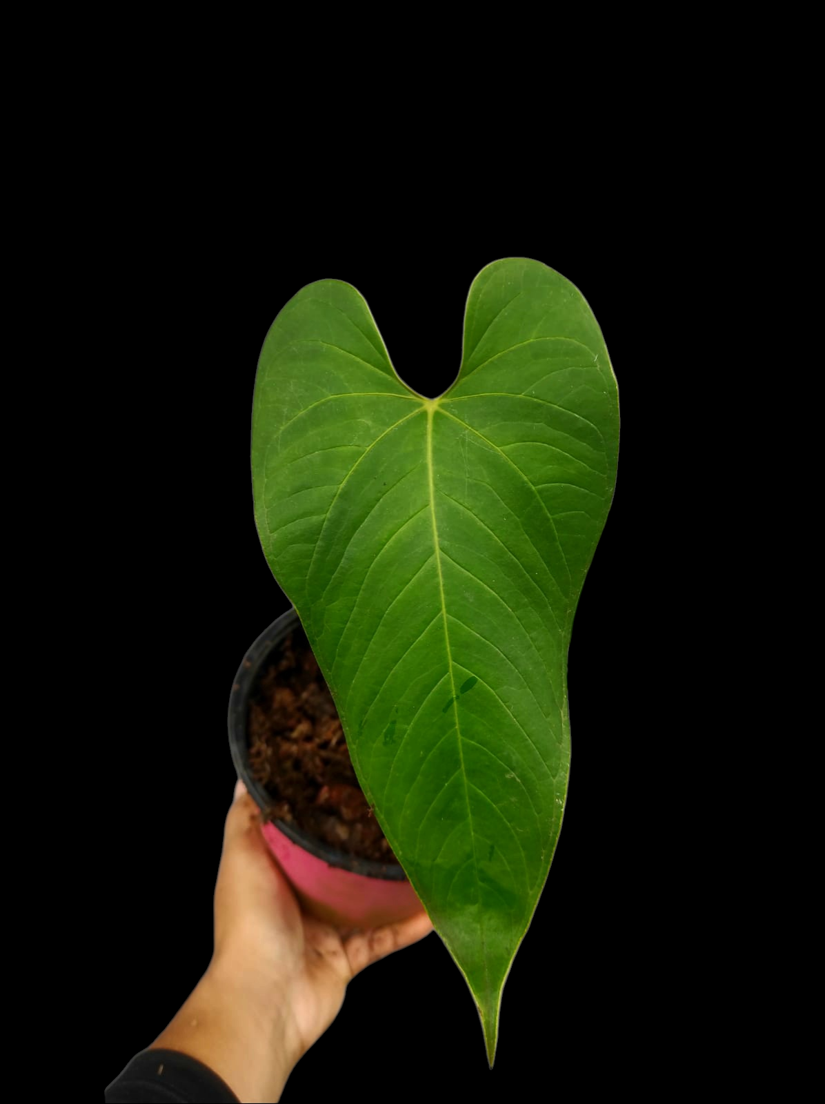 Anthurium sp. "Cachiyaquense" (EXACT PLANT)