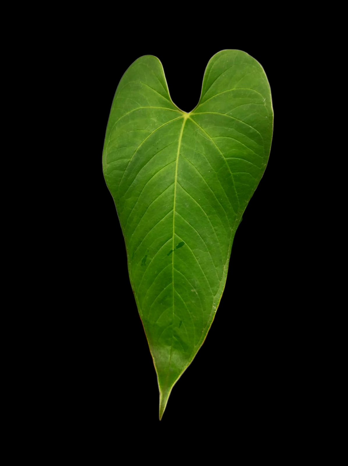 Anthurium sp. "Cachiyaquense" (EXACT PLANT)