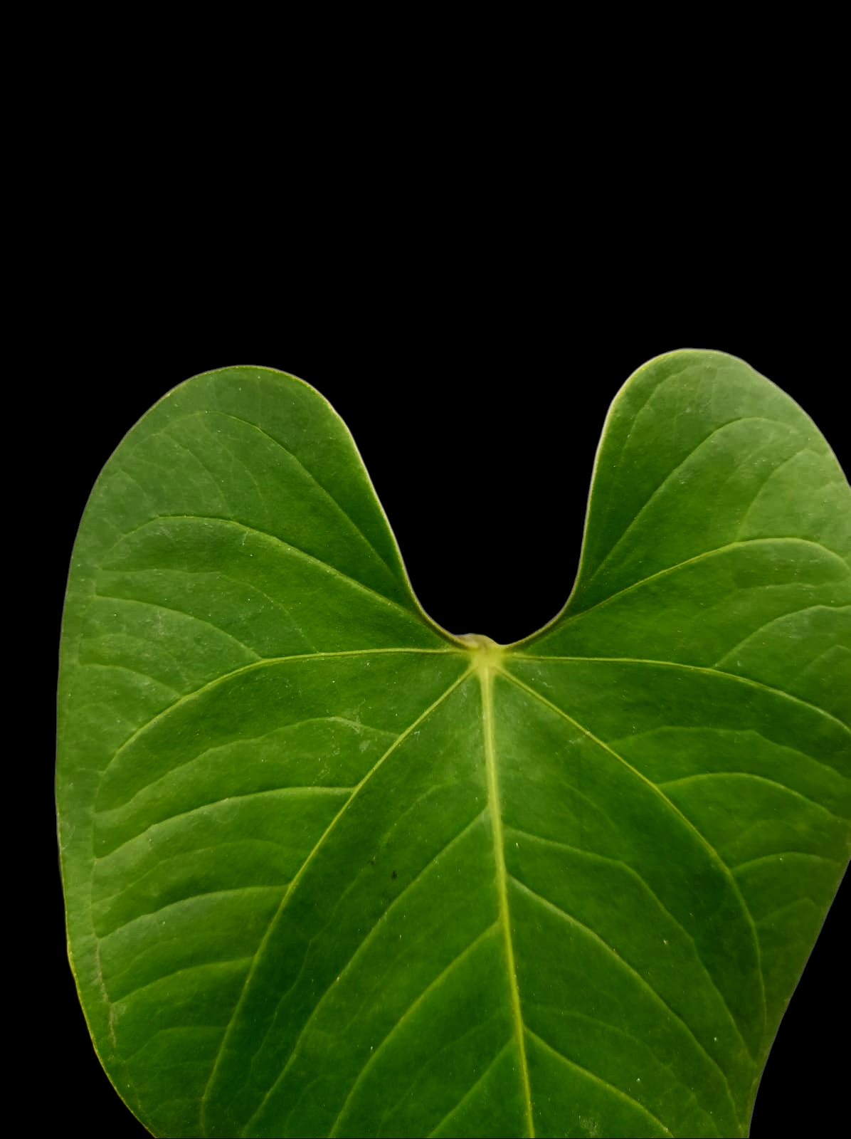 Anthurium sp. "Cachiyaquense" (EXACT PLANT)