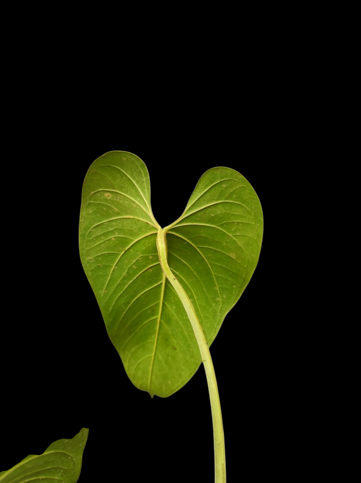 Anthurium sp. "Cachiyaquense" (EXACT PLANT)