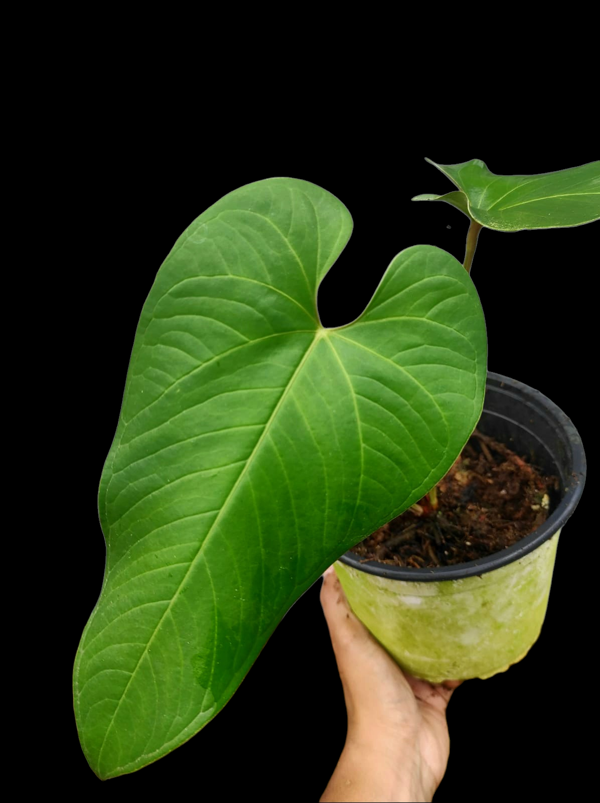 Anthurium sp. "Cachiyaquense" with 2 Leaves (EXACT PLANT)