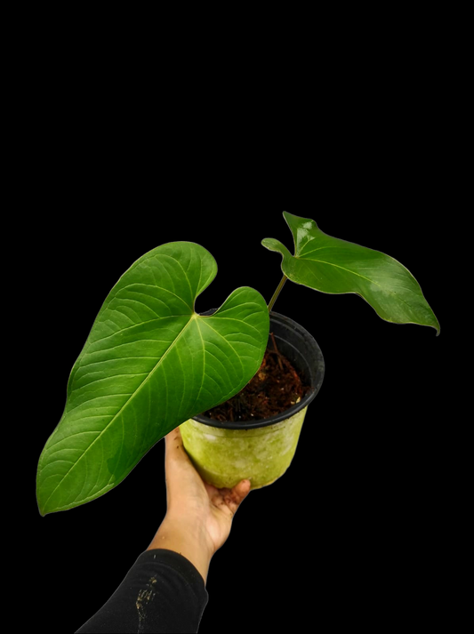 Anthurium sp. "Cachiyaquense" with 2 Leaves (EXACT PLANT)