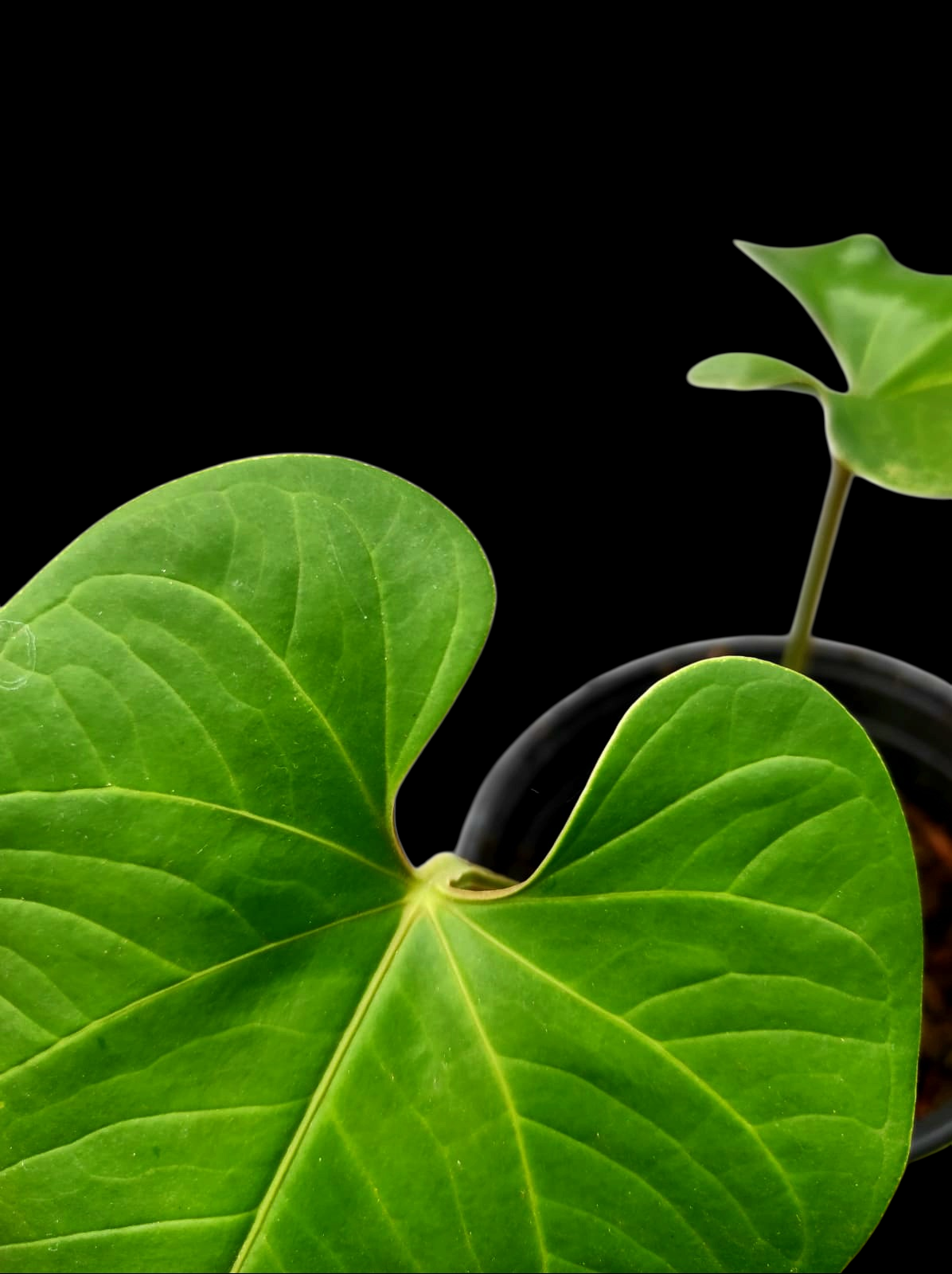 Anthurium sp. "Cachiyaquense" with 2 Leaves (EXACT PLANT)