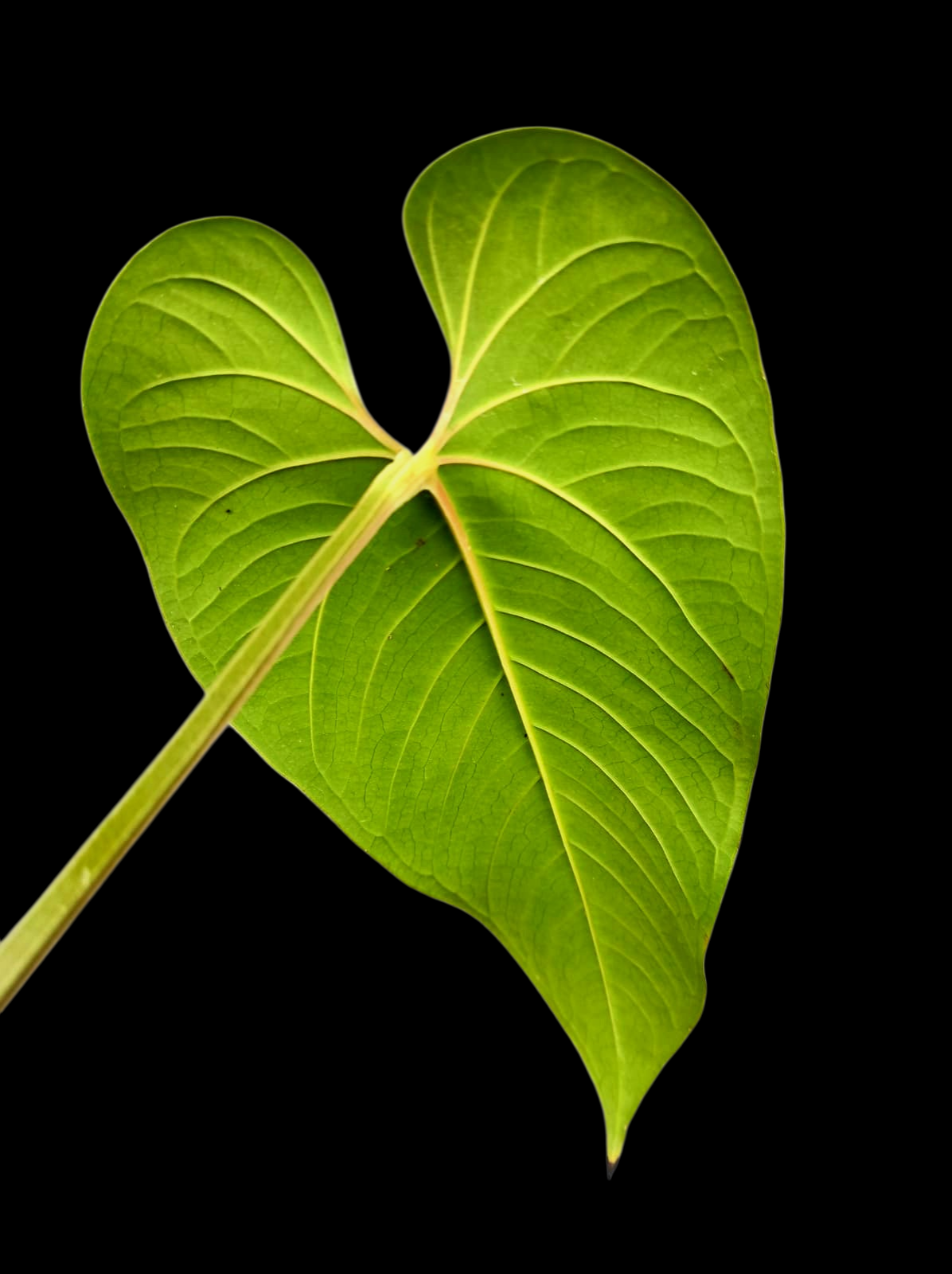 Anthurium sp. "Cachiyaquense" with 2 Leaves (EXACT PLANT)