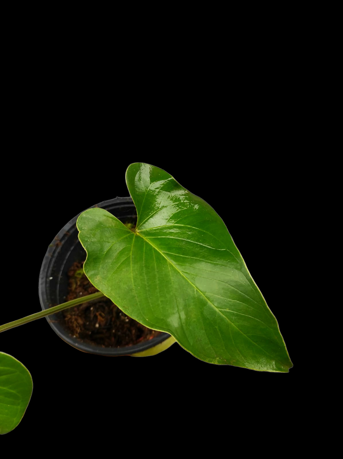 Anthurium sp. "Cachiyaquense" with 2 Leaves (EXACT PLANT)