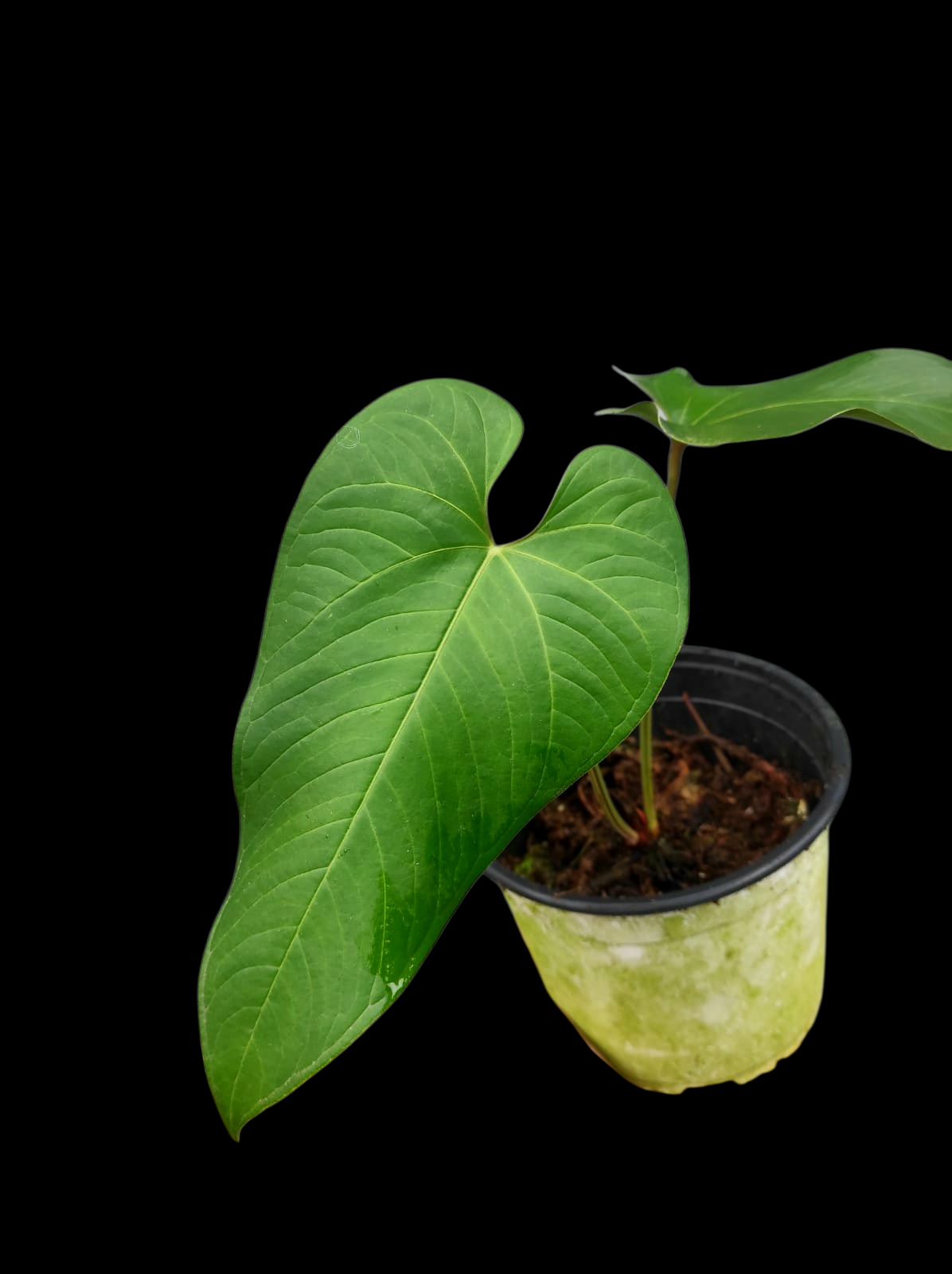 Anthurium sp. "Cachiyaquense" with 2 Leaves (EXACT PLANT)