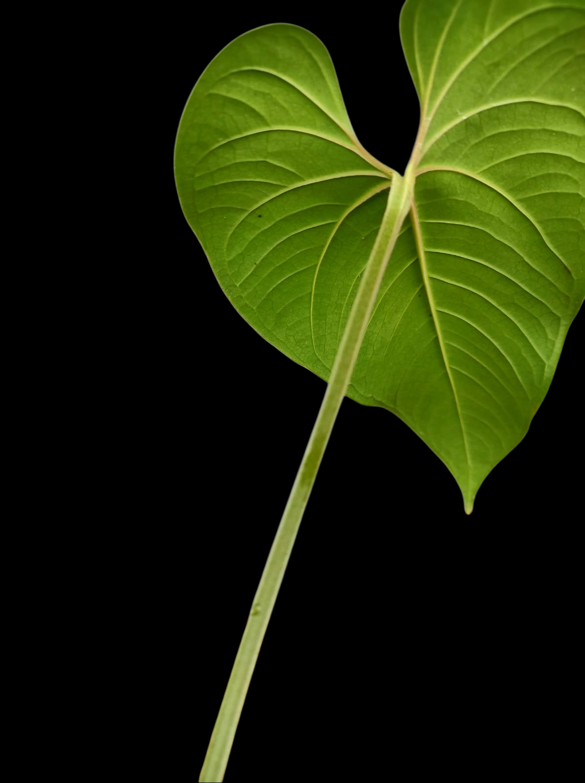 Anthurium sp. "Cachiyaquense" with 2 Leaves (EXACT PLANT)