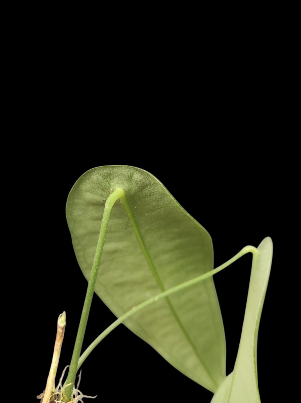 Anthurium sp. "Little Ghost" Wild Ecotype with 2 Leaves (EXACT PLANT)