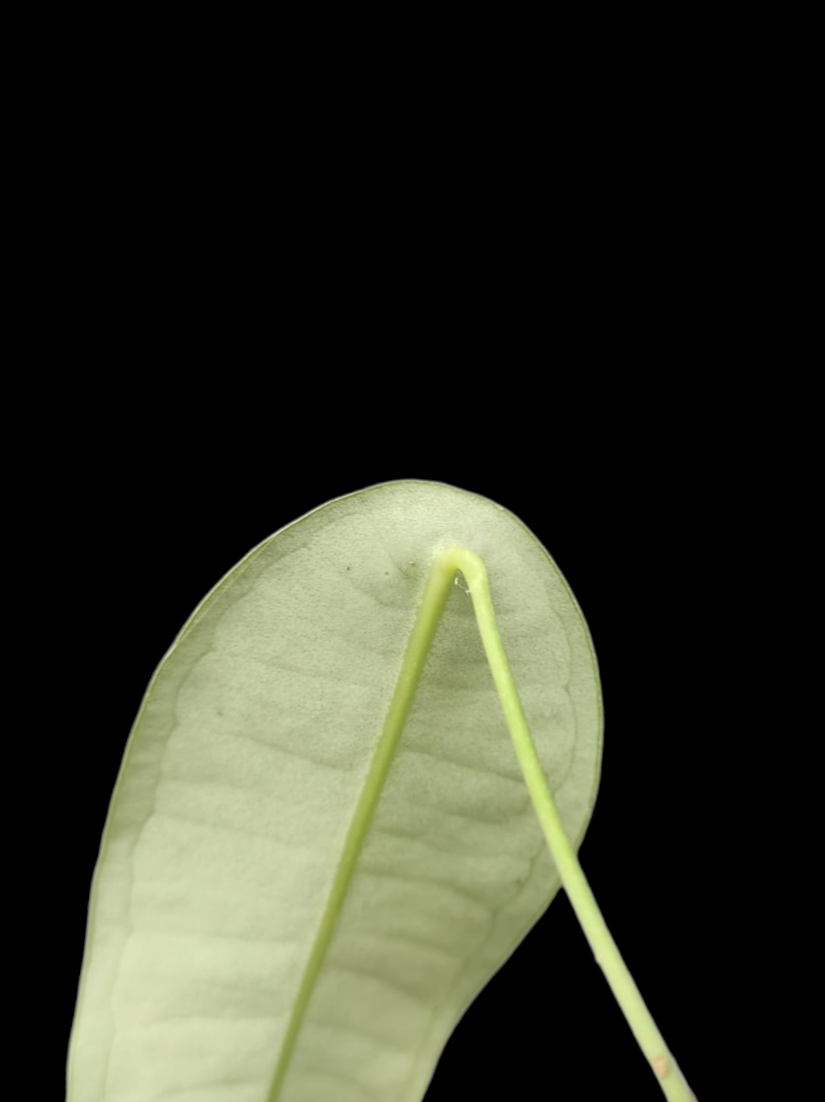 Anthurium sp. "Little Ghost" Wild Ecotype with 2 Leaves (EXACT PLANT)