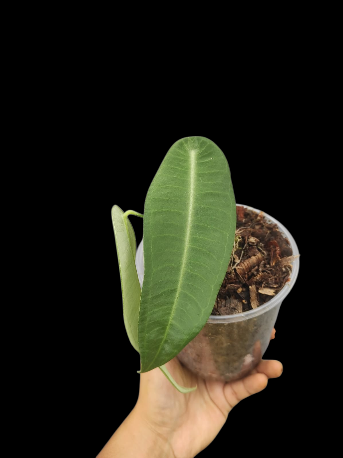 Anthurium sp. "Little Ghost" Wild Ecotype with 2 Leaves (EXACT PLANT)