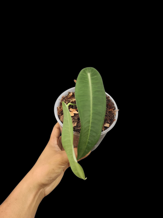 Anthurium sp. "Little Ghost" Wild Ecotype with 2 Leaves (EXACT PLANT)