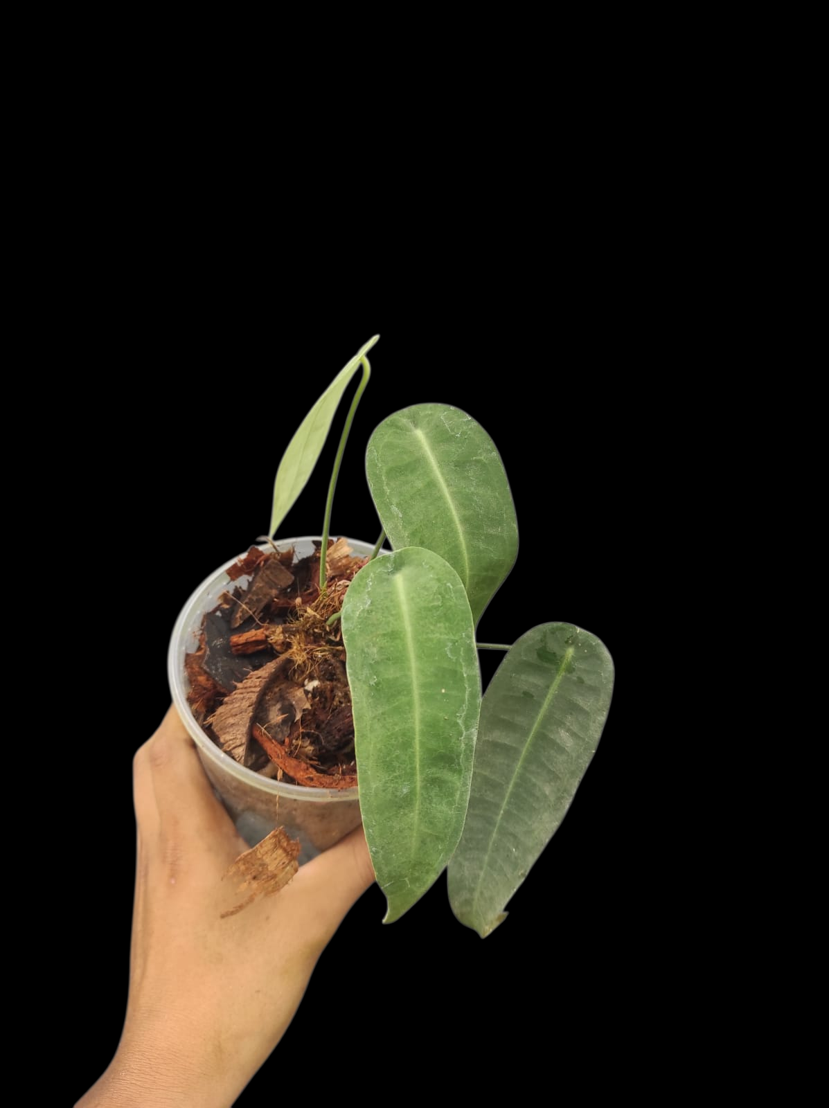Anthurium sp. "Little Ghost" Wild Ecotype with 4 Leaves (EXACT PLANT)