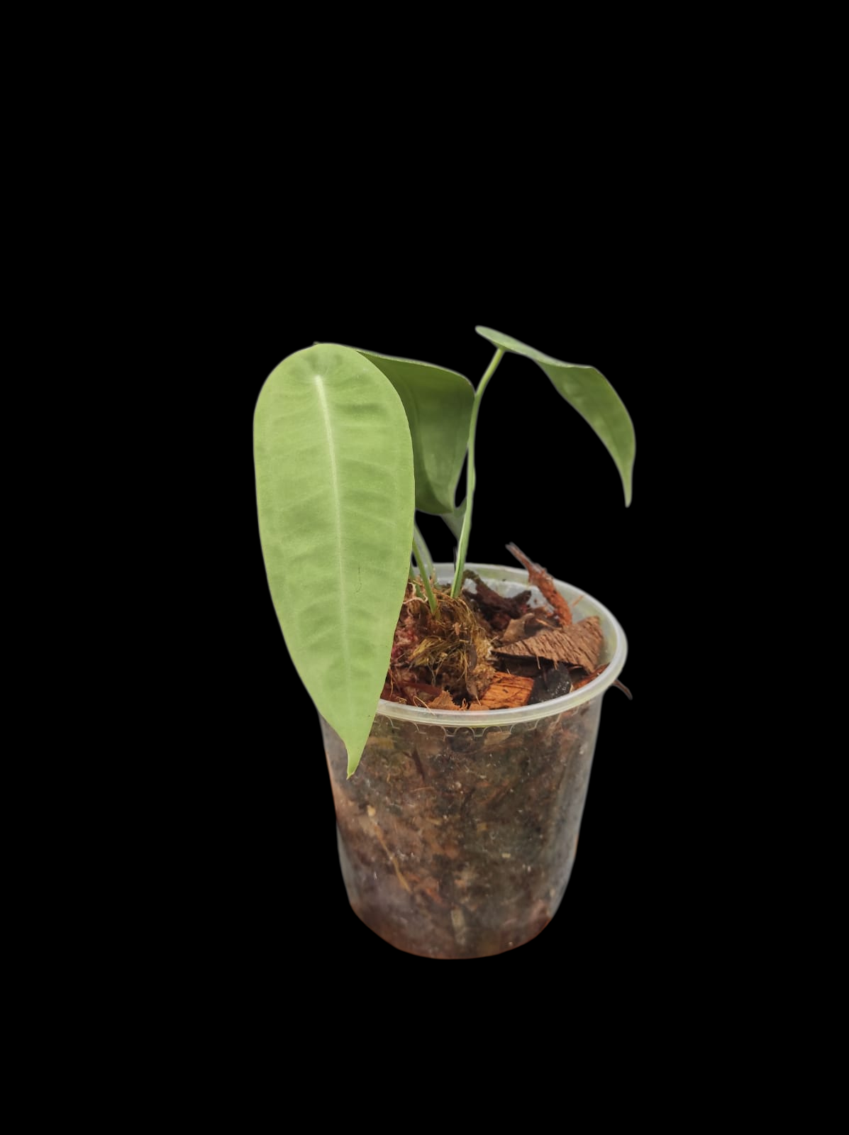 Anthurium sp. "Little Ghost" Wild Ecotype with 4 Leaves (EXACT PLANT)