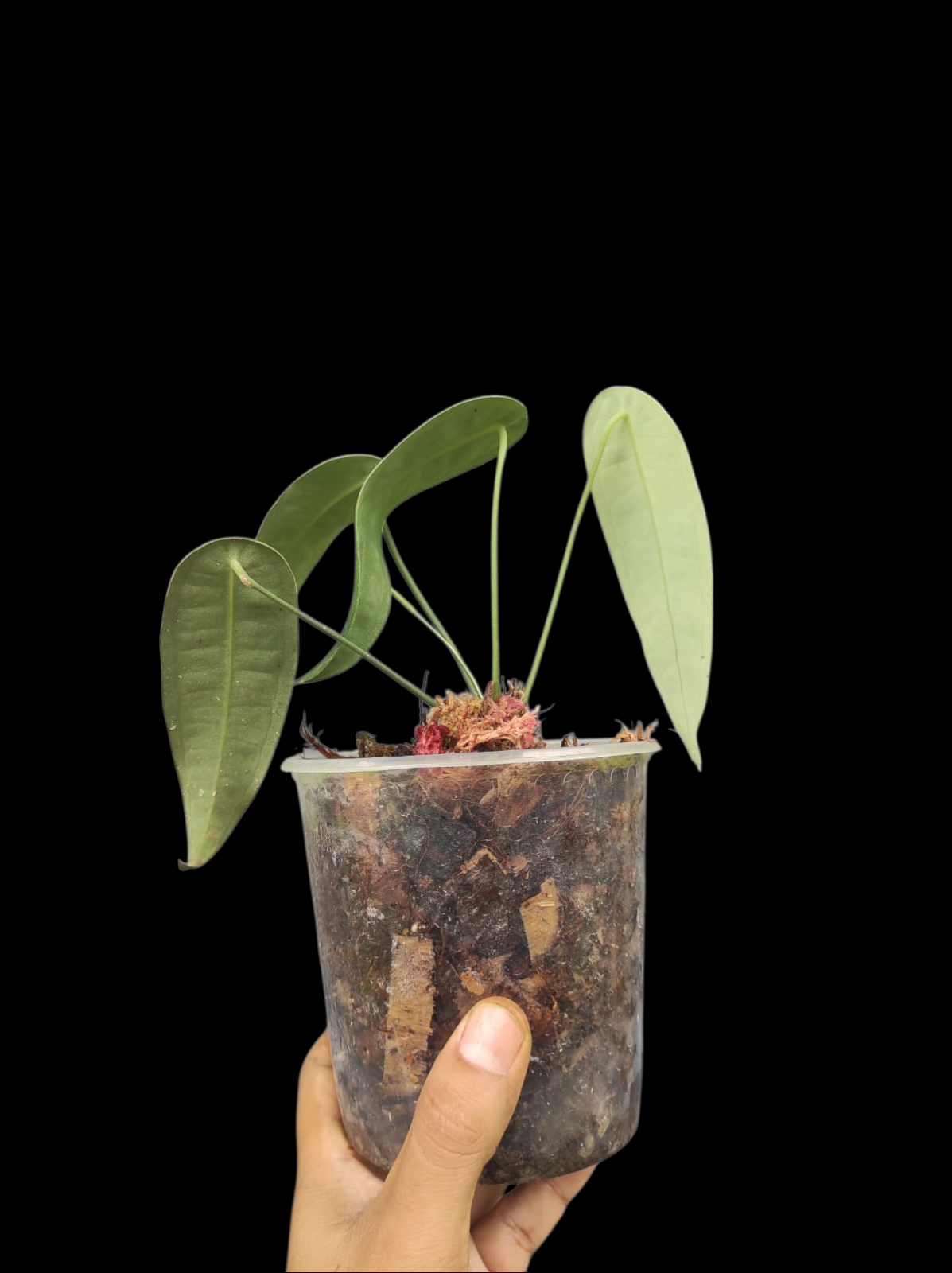 Anthurium sp. "Little Ghost" Wild Ecotype with 4 Leaves (EXACT PLANT)