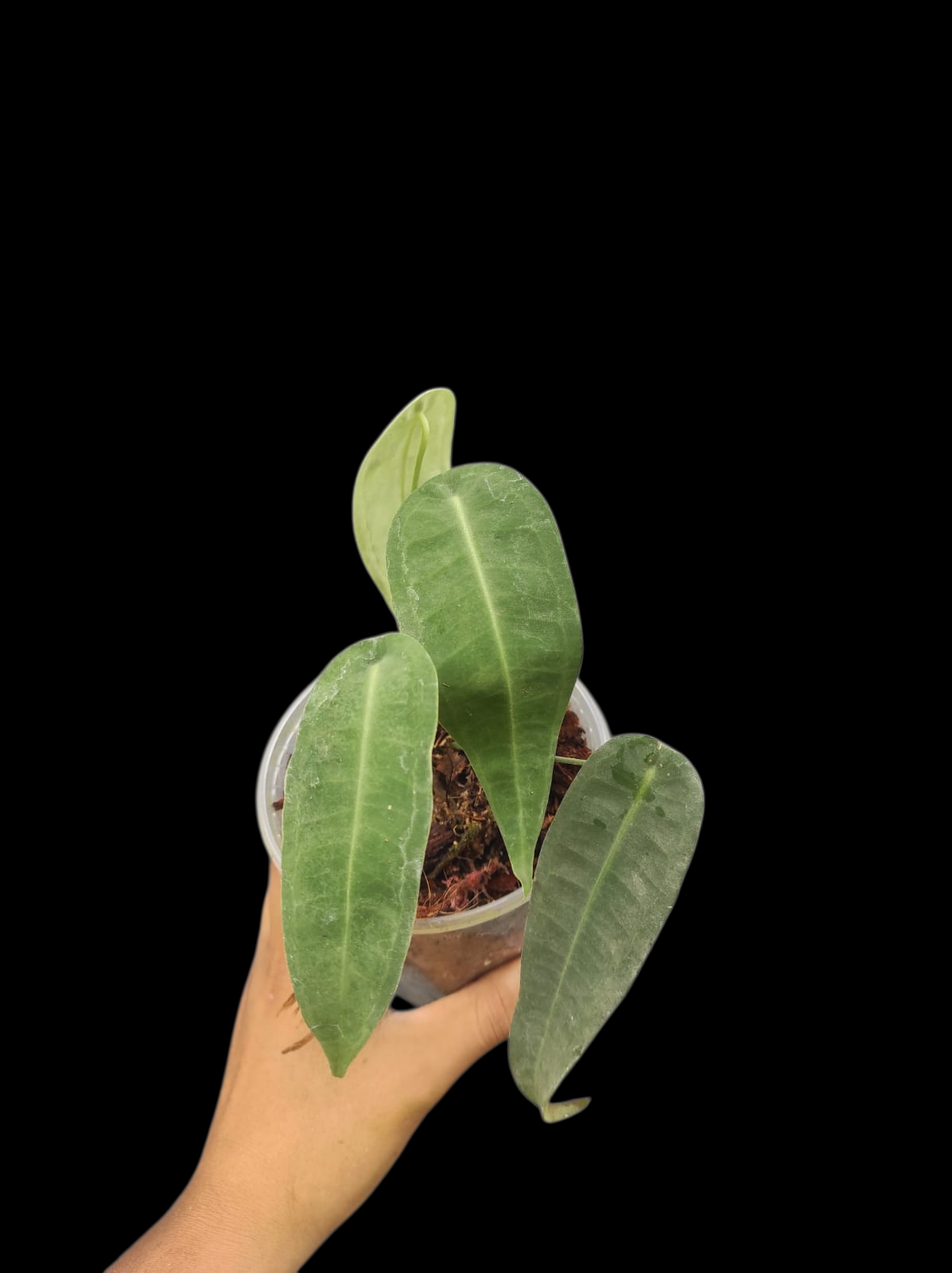 Anthurium sp. "Little Ghost" Wild Ecotype with 4 Leaves (EXACT PLANT)