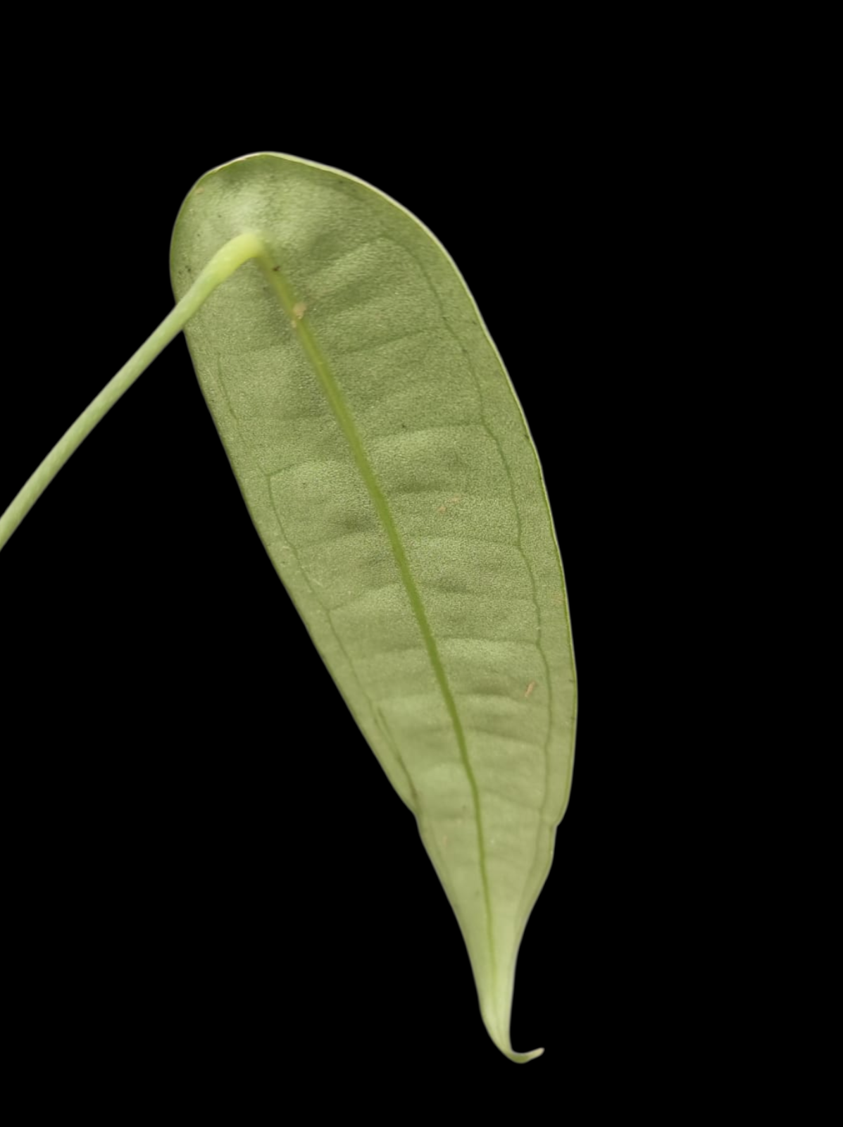 Anthurium sp. "Little Ghost" Wild Ecotype with 3 Leaves (EXACT PLANT)
