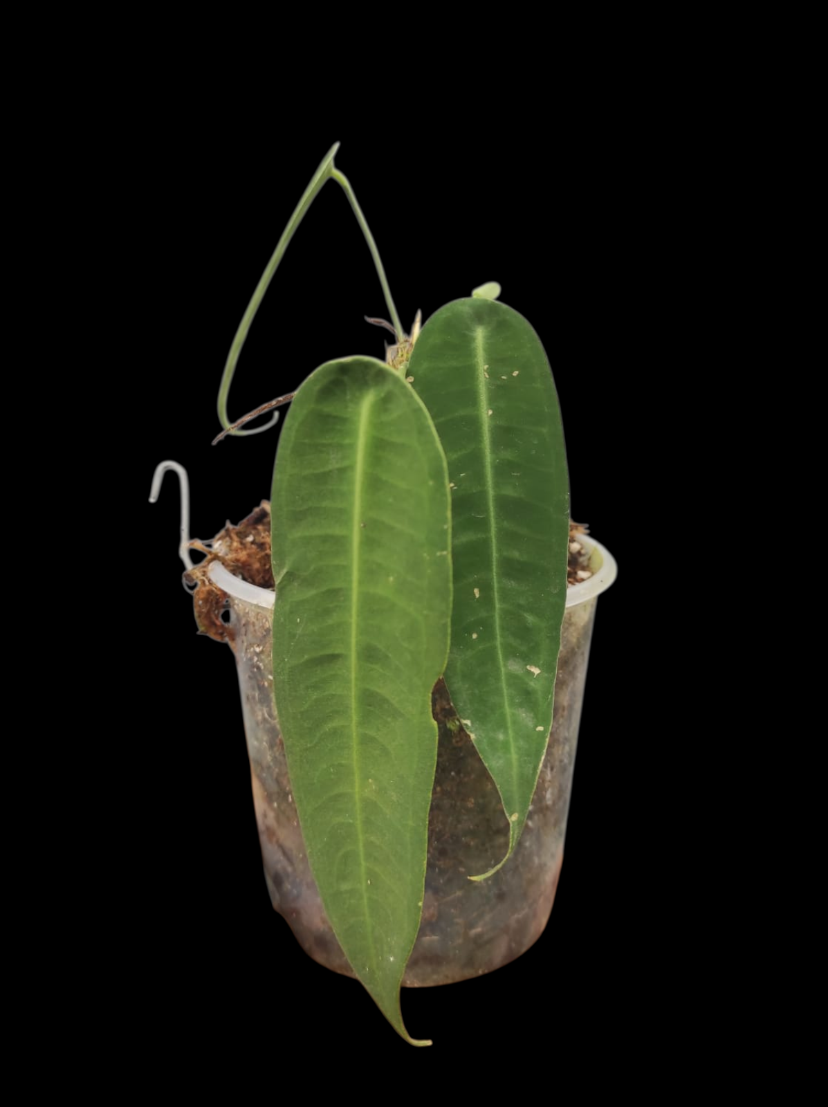 Anthurium sp. "Little Ghost" Wild Ecotype with 3 Leaves (EXACT PLANT)