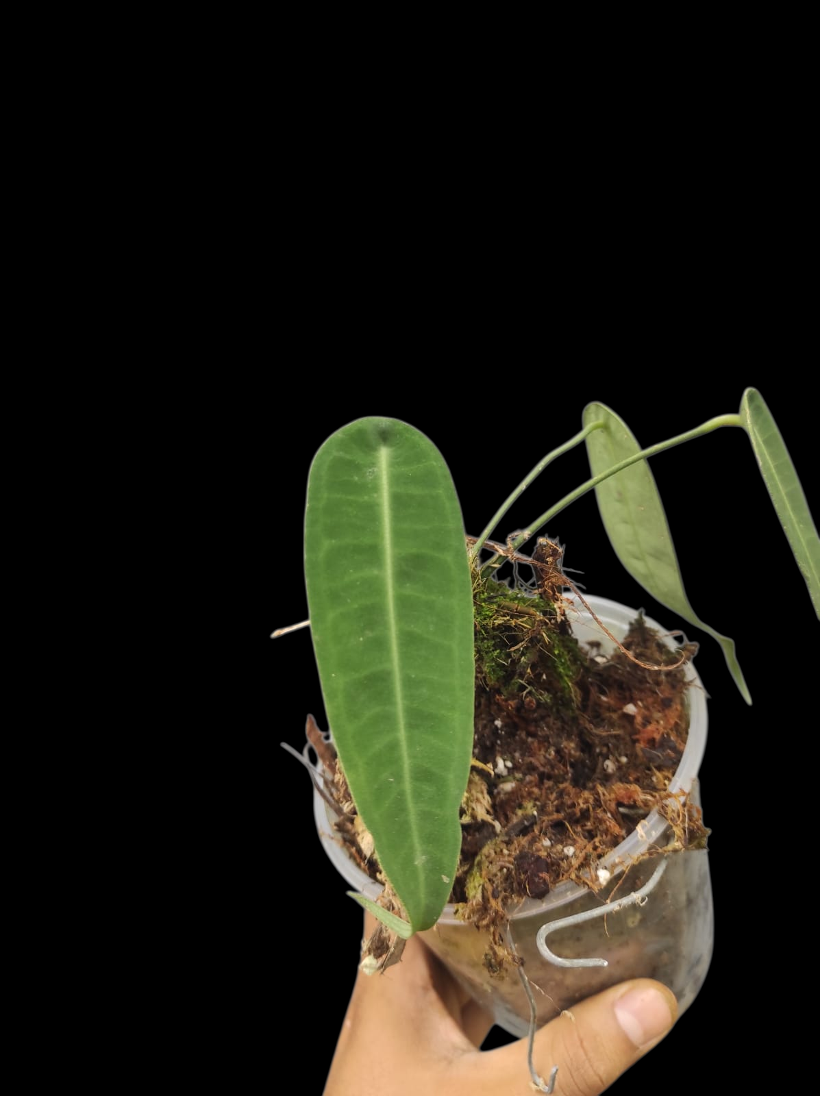 Anthurium sp. "Little Ghost" Wild Ecotype with 3 Leaves (EXACT PLANT)