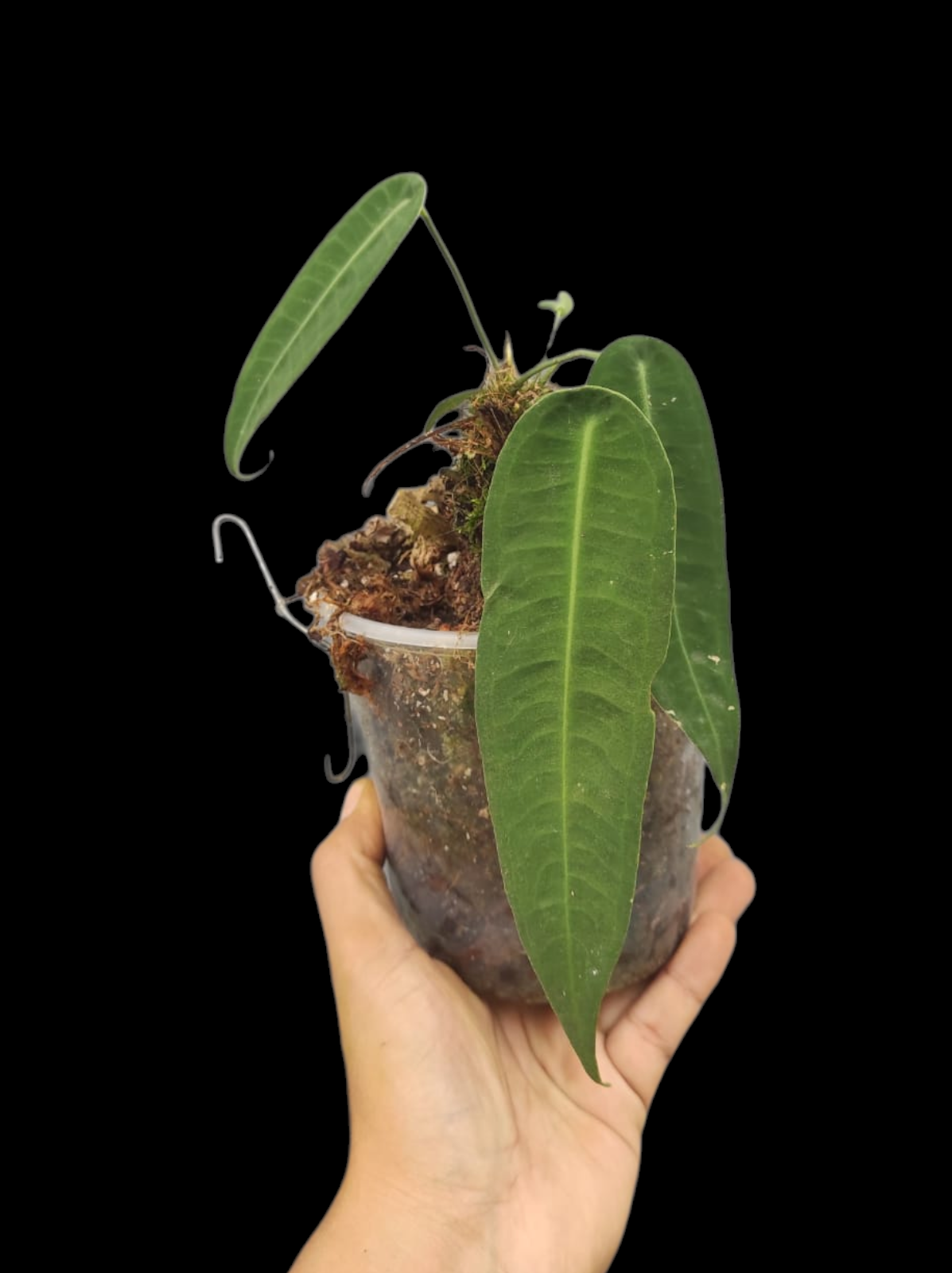Anthurium sp. "Little Ghost" Wild Ecotype with 3 Leaves (EXACT PLANT)