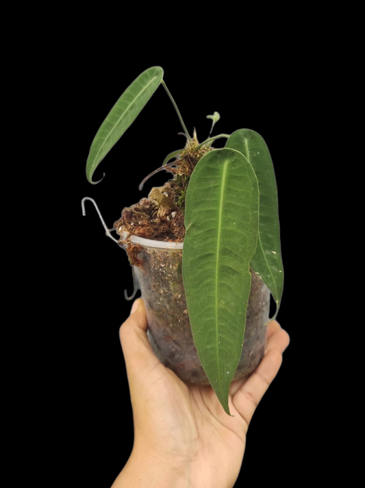 Anthurium sp. "Little Ghost" Wild Ecotype with 3 Leaves (EXACT PLANT)
