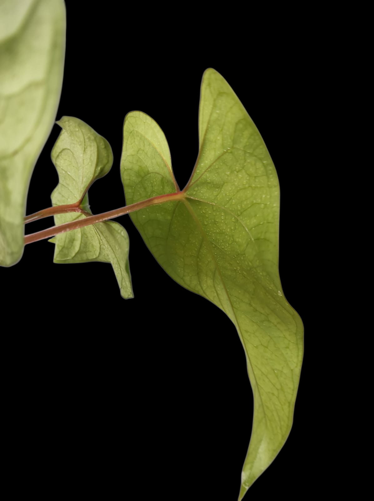Anthurium sp. 'Huanuco Velvet' (EXACT PLANT)