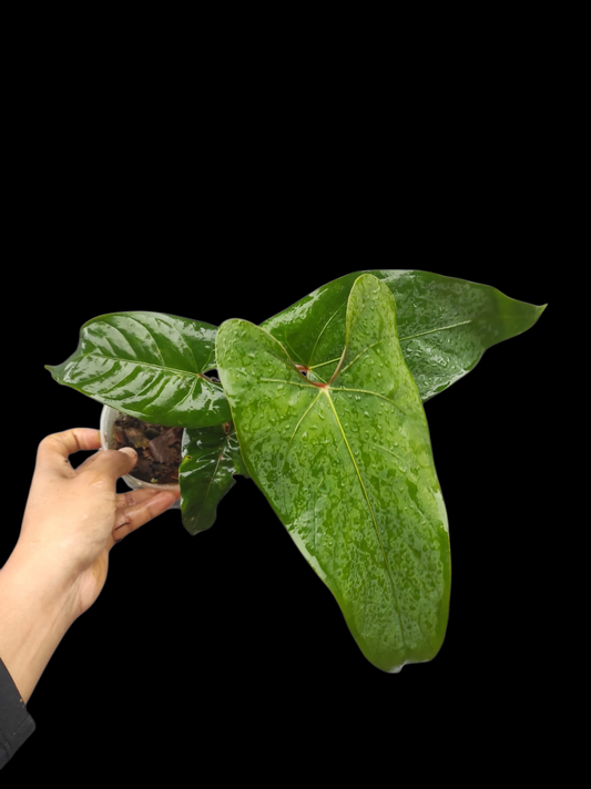 Anthurium sp. 'Huanuco Velvet' (EXACT PLANT)