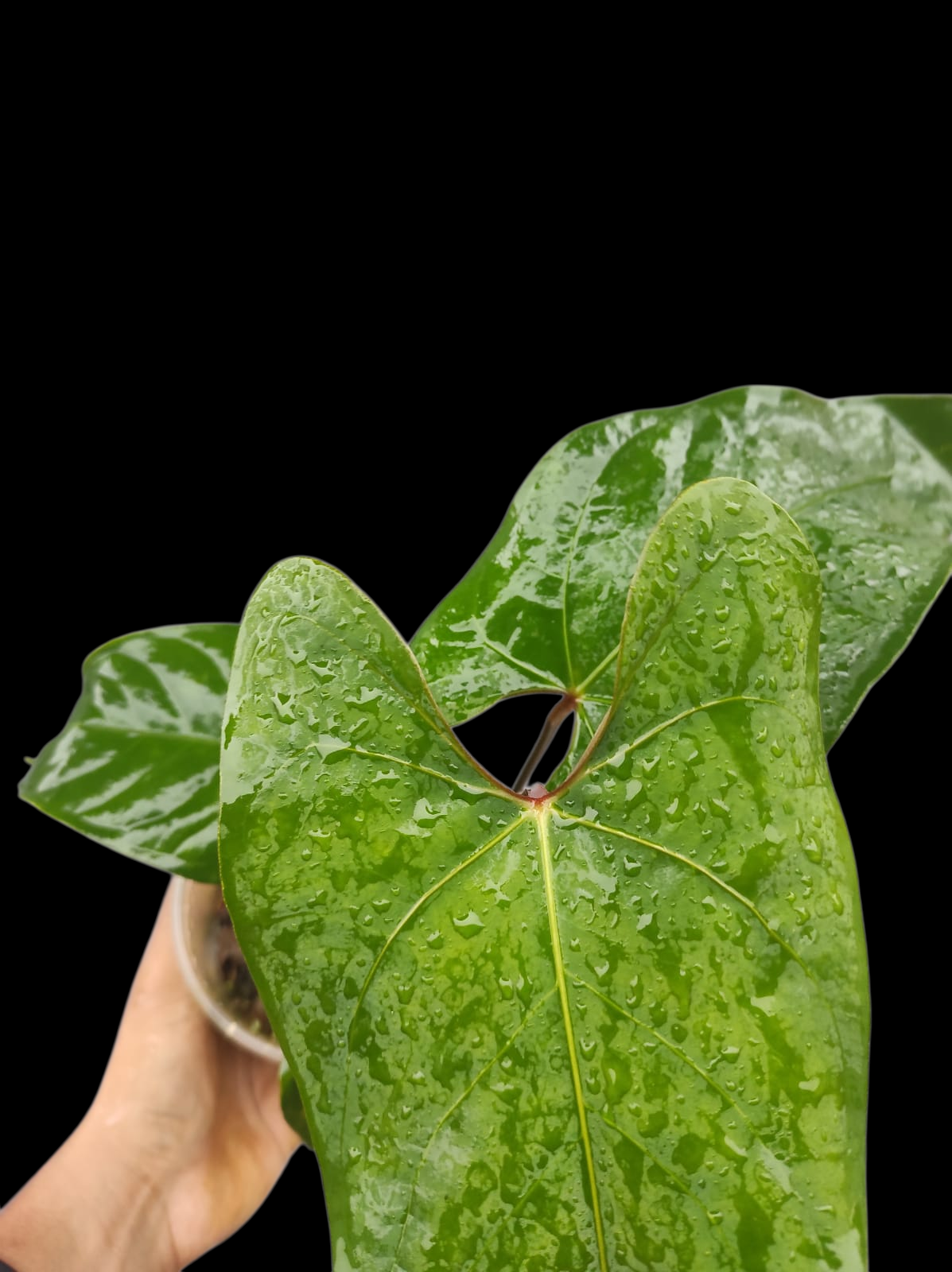 Anthurium sp. 'Huanuco Velvet' (EXACT PLANT)