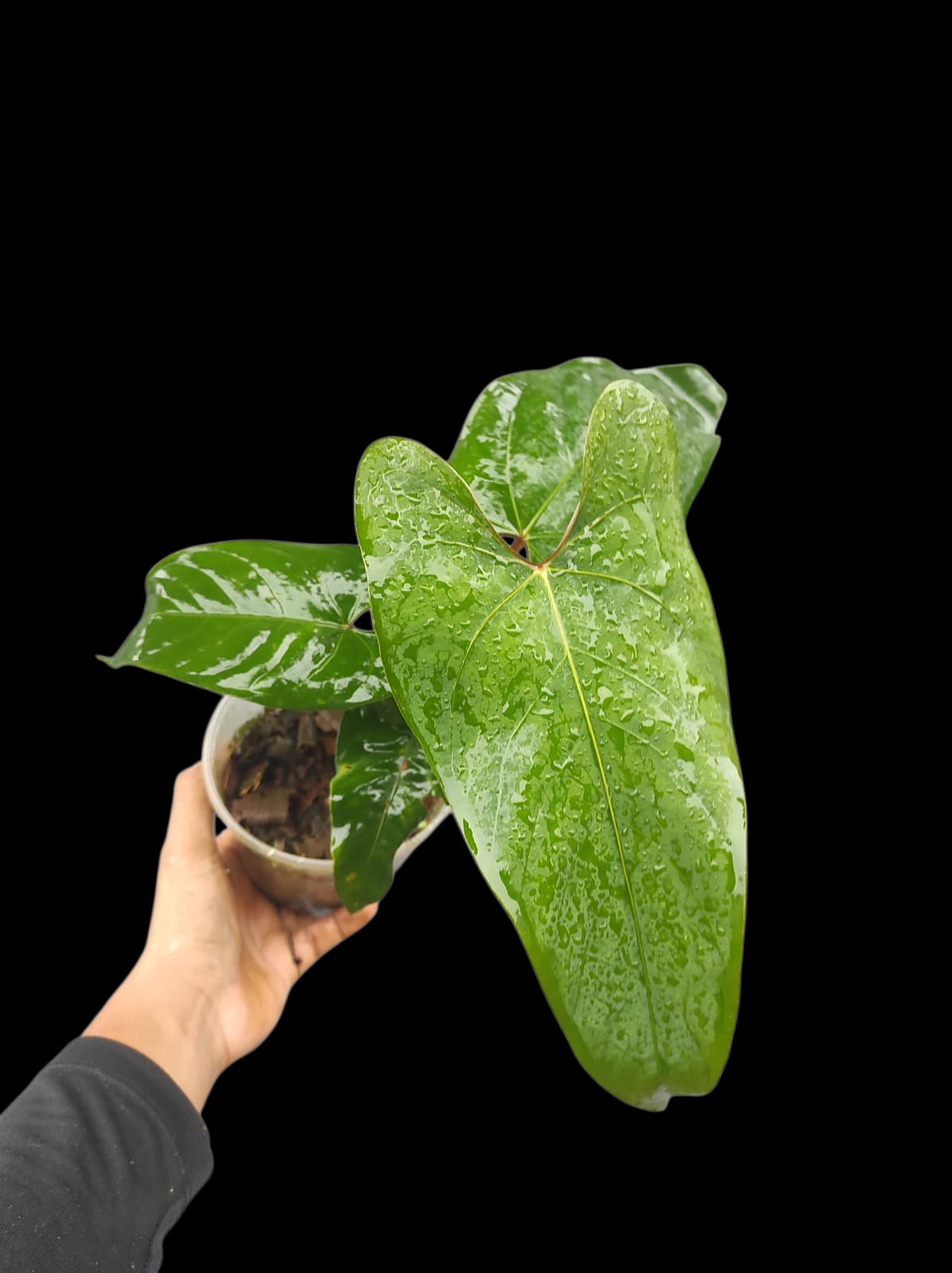 Anthurium sp. 'Huanuco Velvet' (EXACT PLANT)
