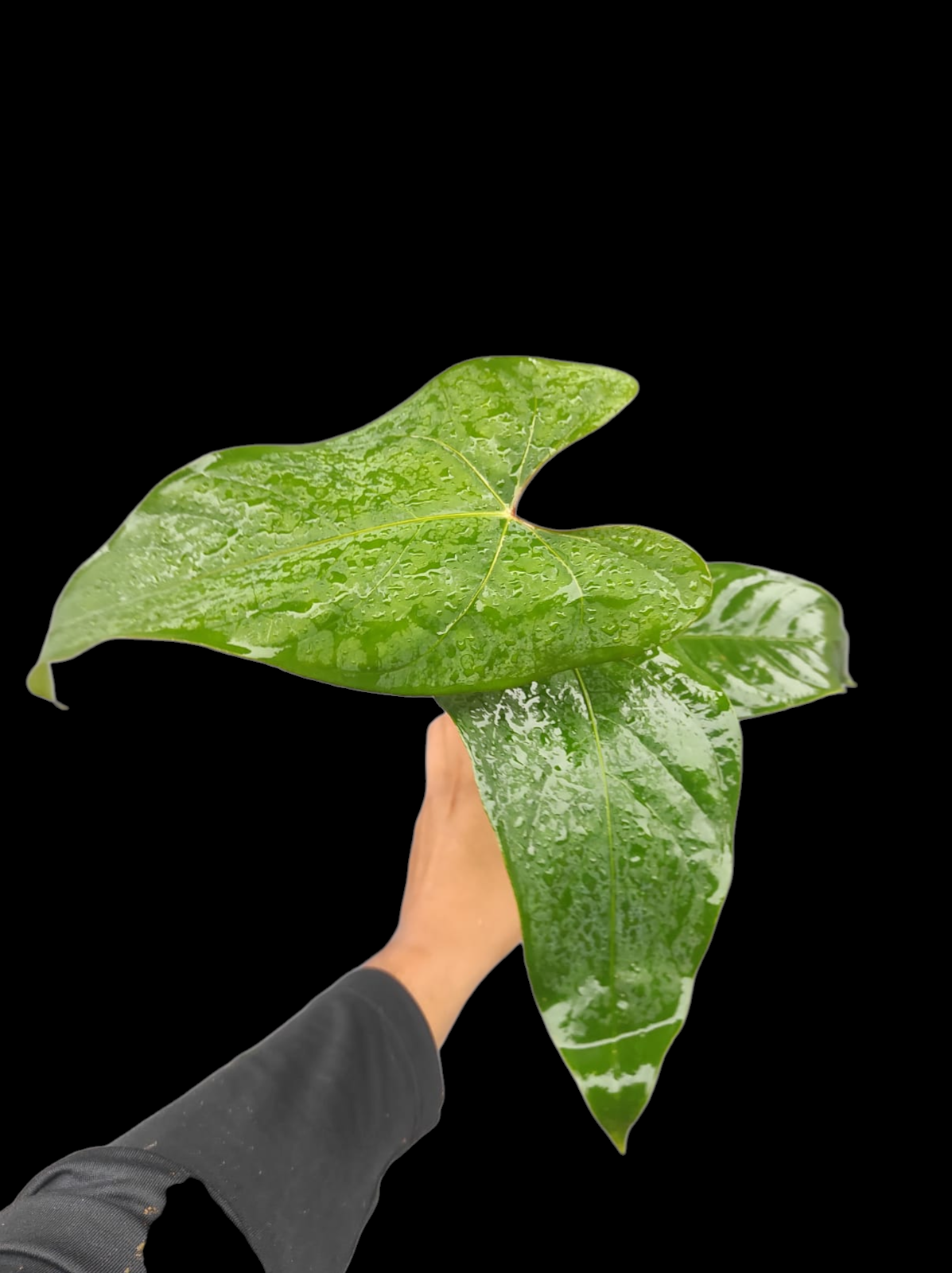 Anthurium sp. 'Huanuco Velvet' (EXACT PLANT)
