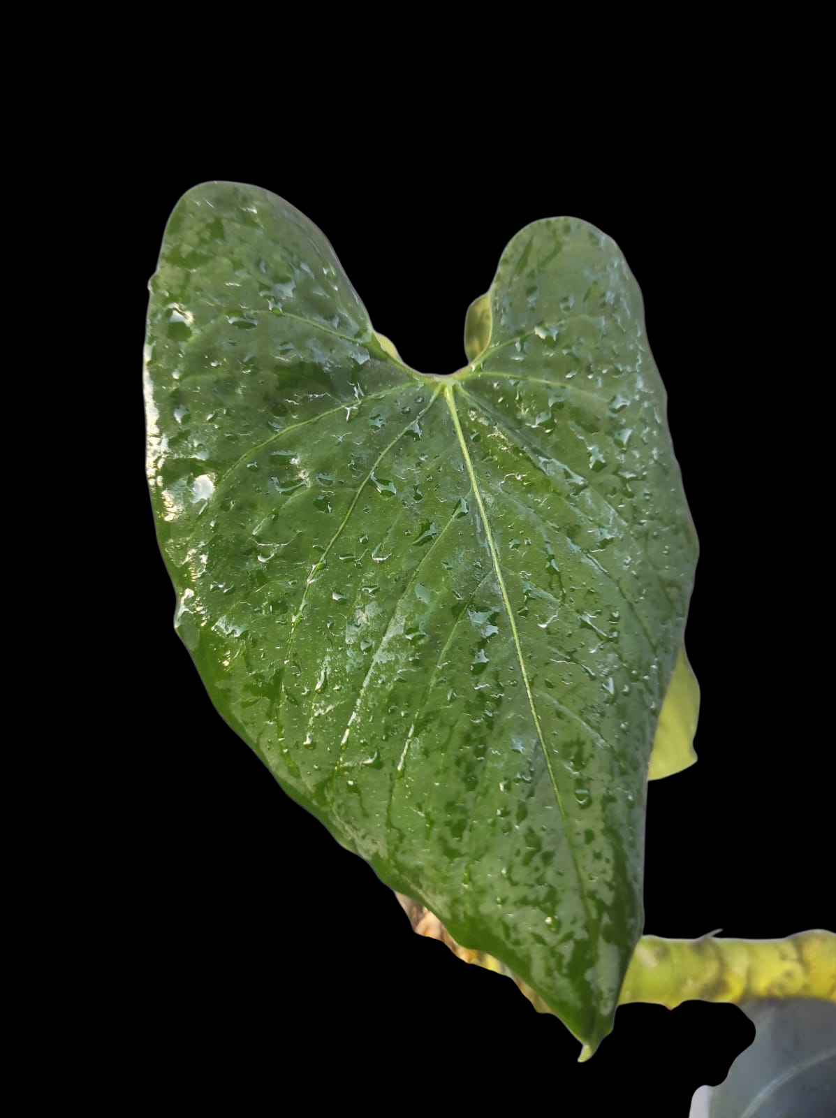 Anthurium Sp. 'Purple' Large Size (EXACT PLANT)